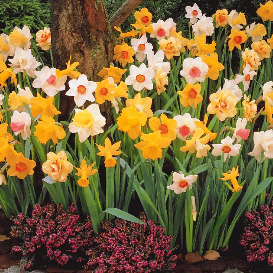 Narcisses en mélange - Image 3