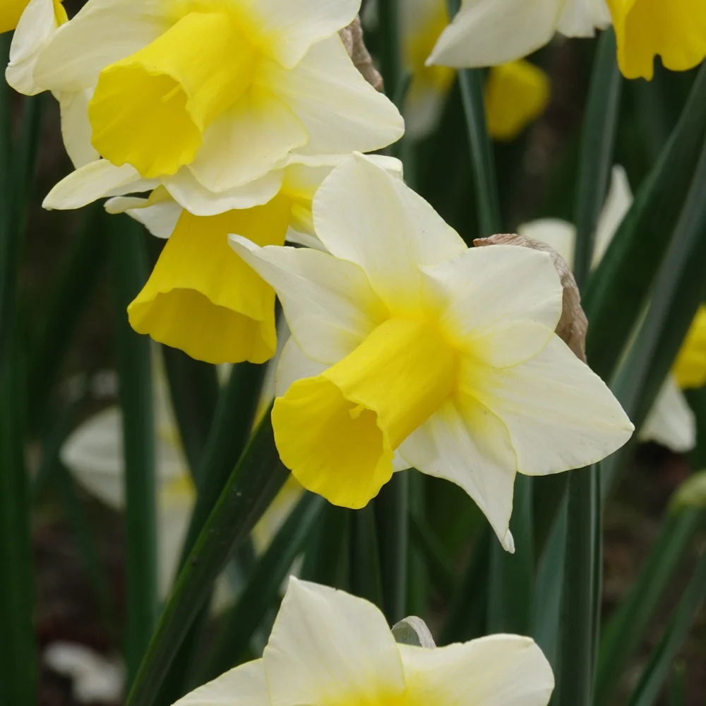 7 Narcisses Golden Echo