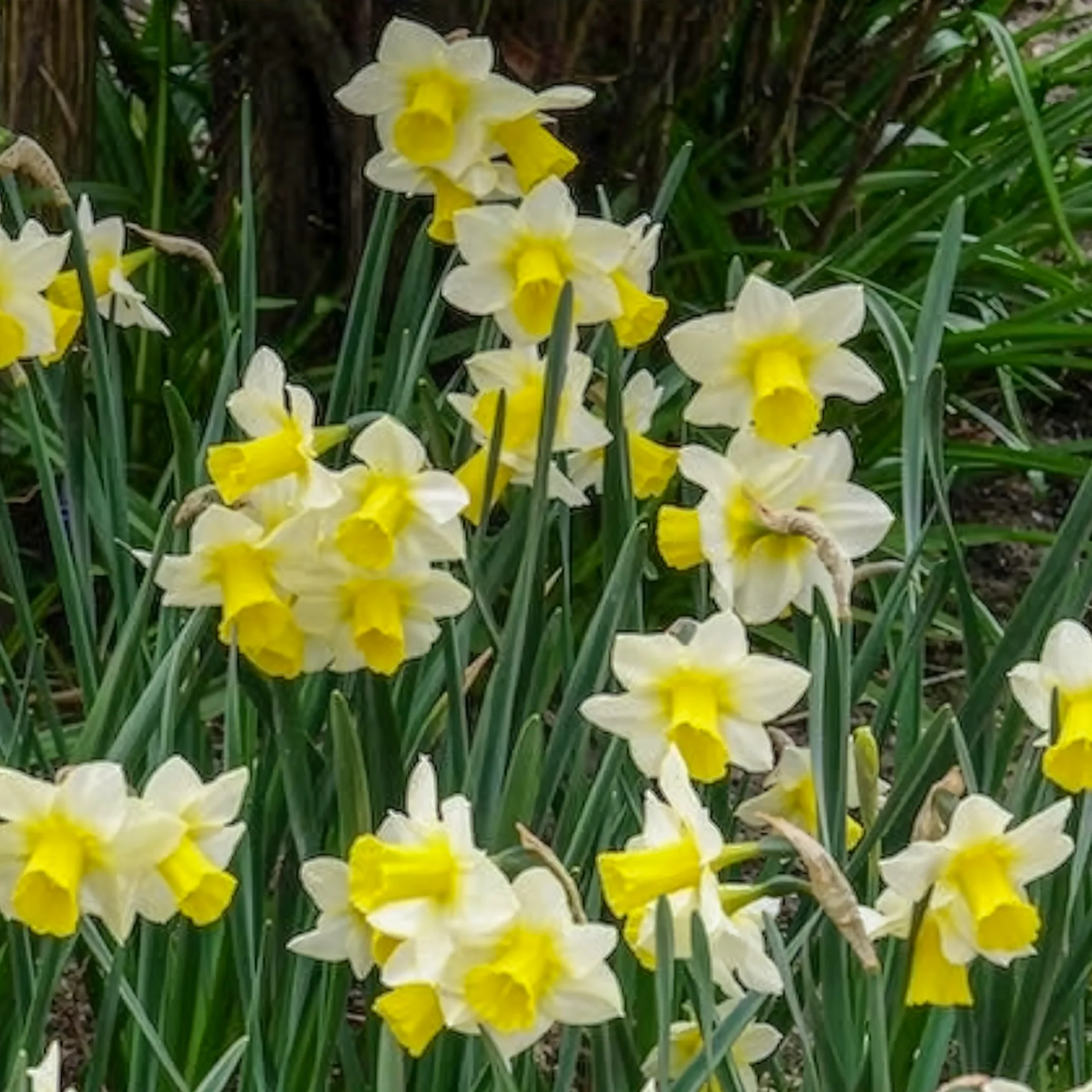 7 Narcisses Golden Echo - Image 2
