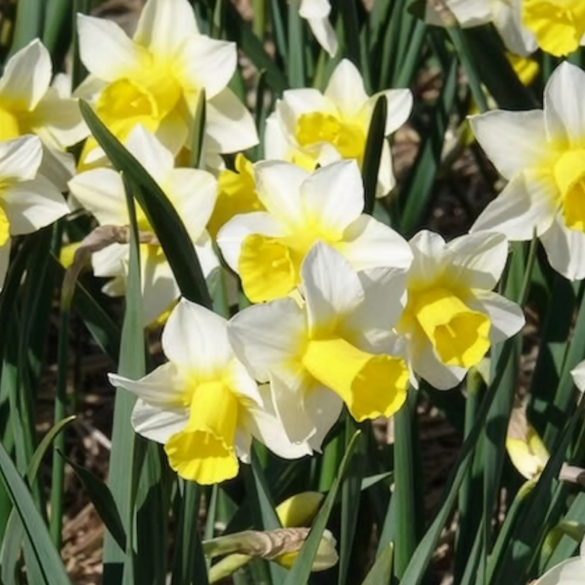 7 Narcisses Golden Echo - Image 3