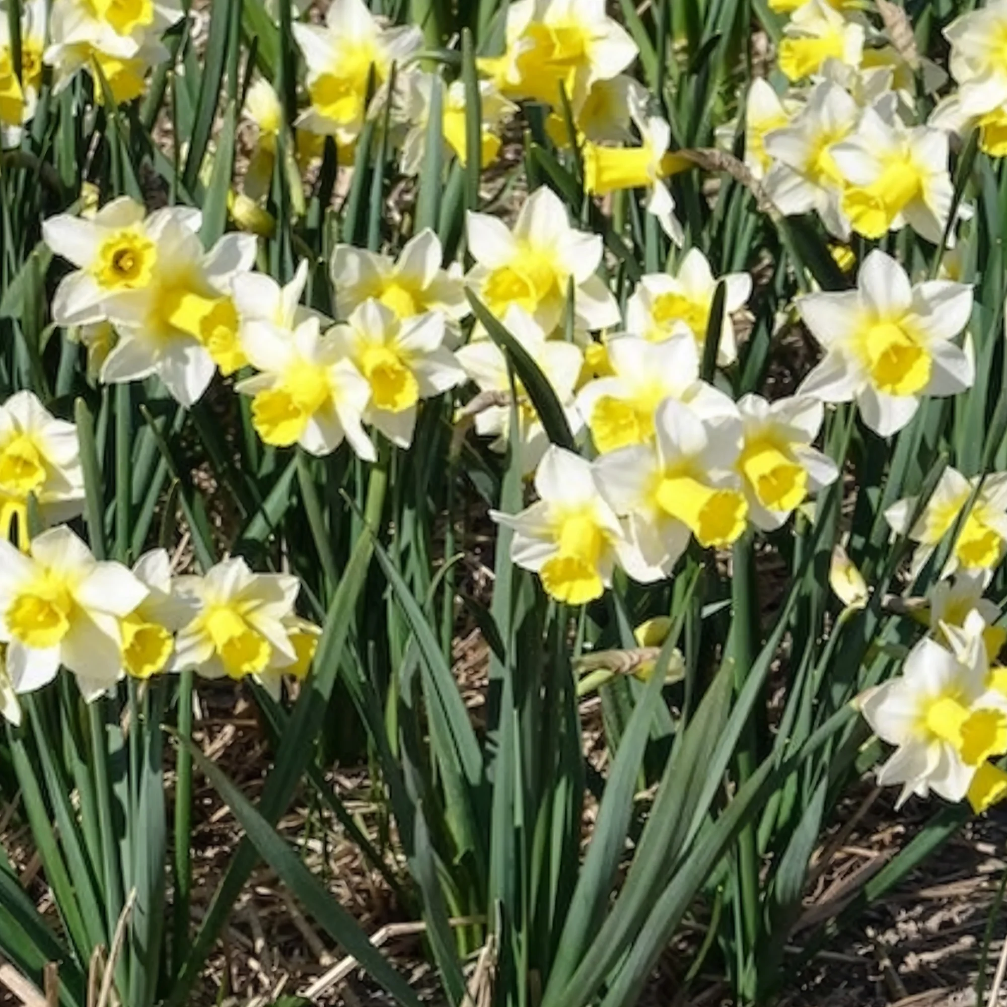 7 Narcisses Golden Echo - Image 4