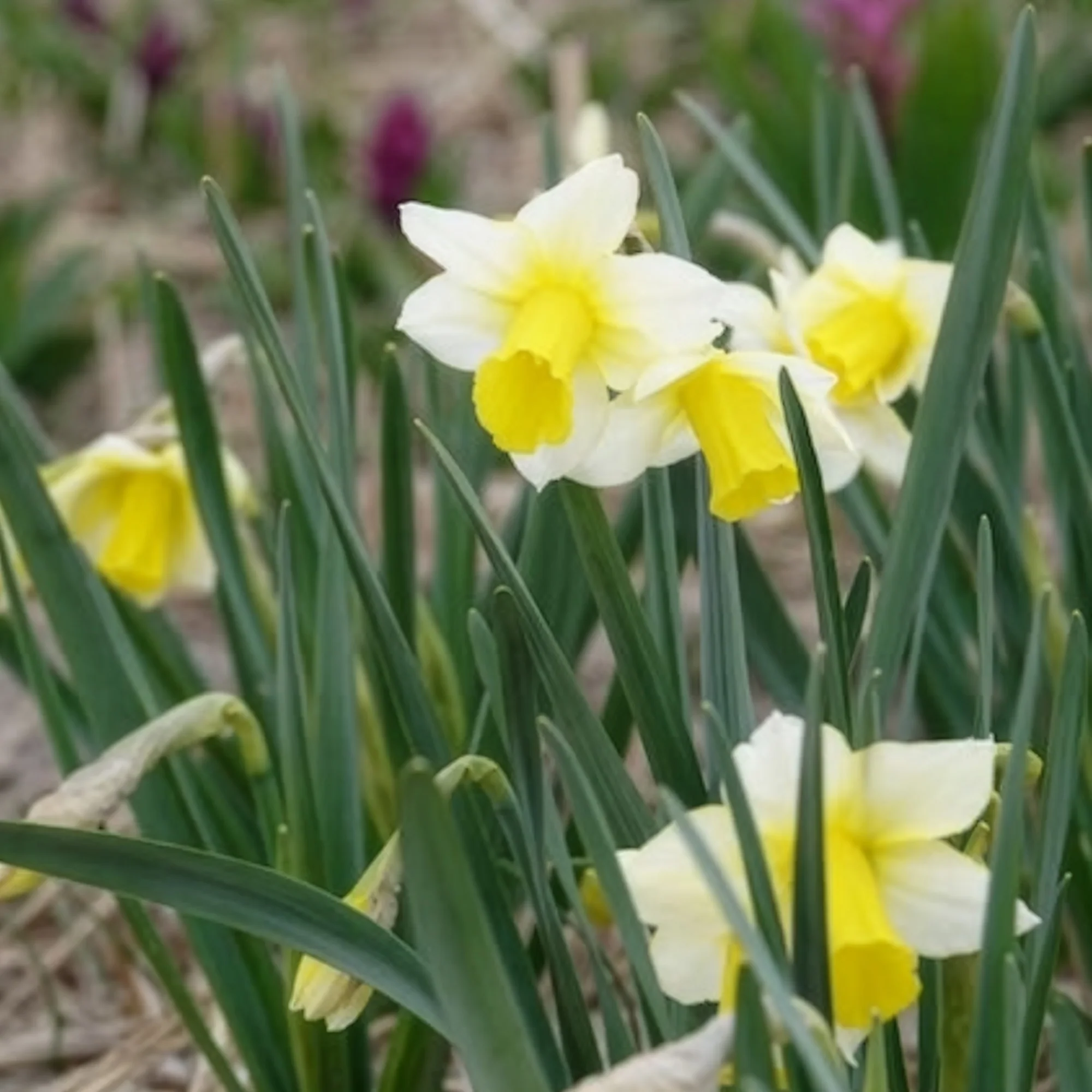 7 Narcisses Golden Echo - Image 5