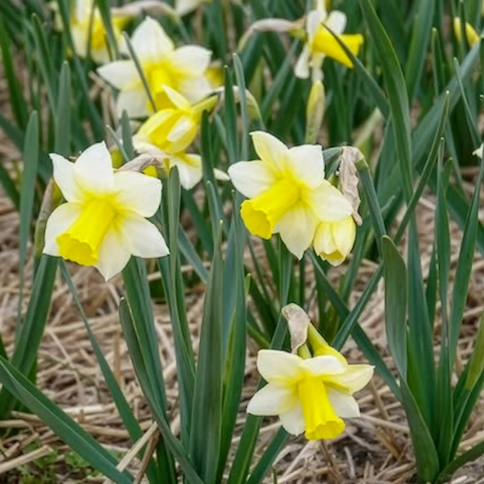 7 Narcisses Golden Echo - Image 6