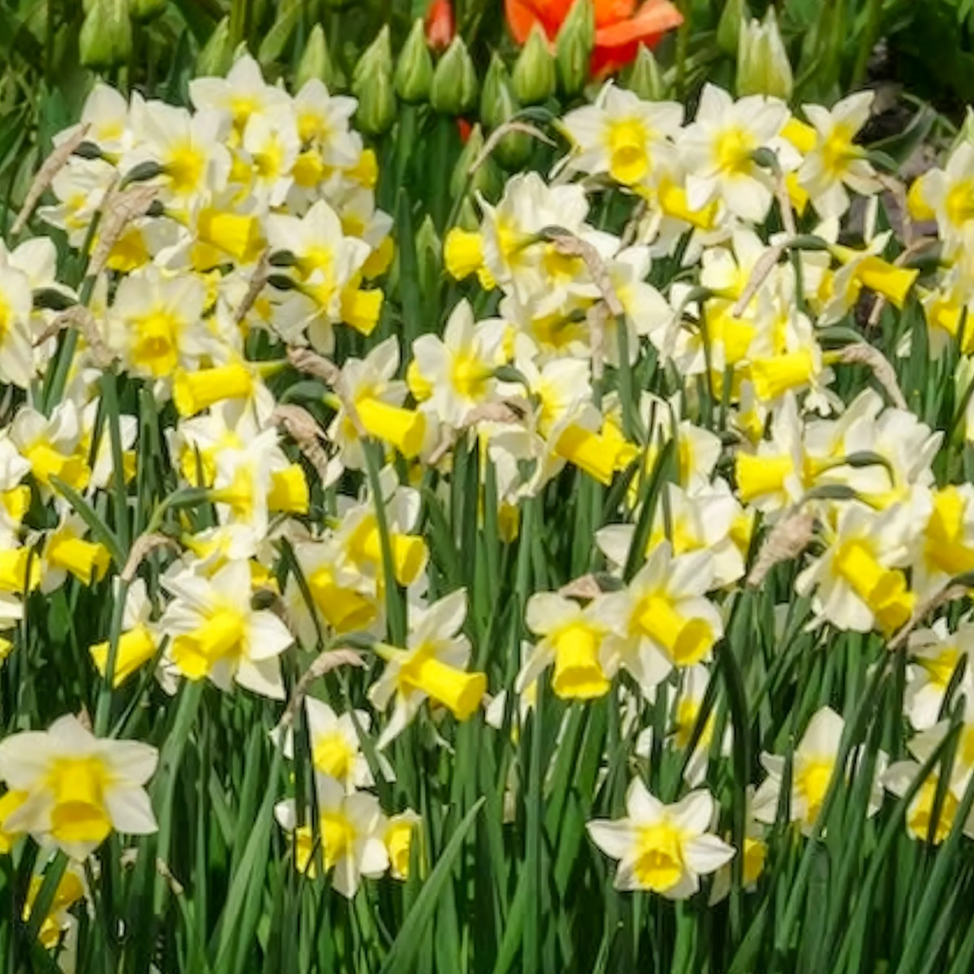 7 Narcisses Golden Echo - Image 7