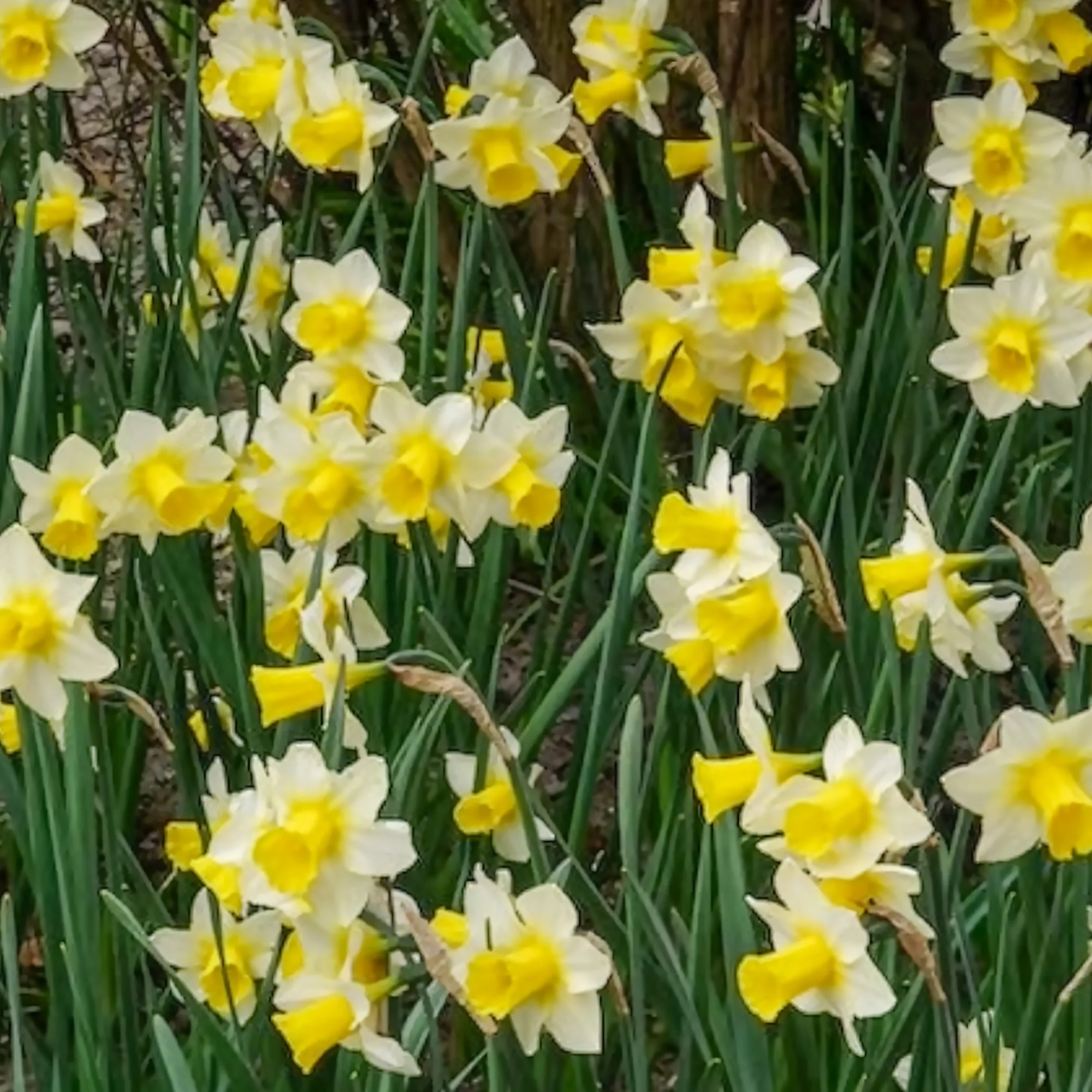 7 Narcisses Golden Echo - Image 8