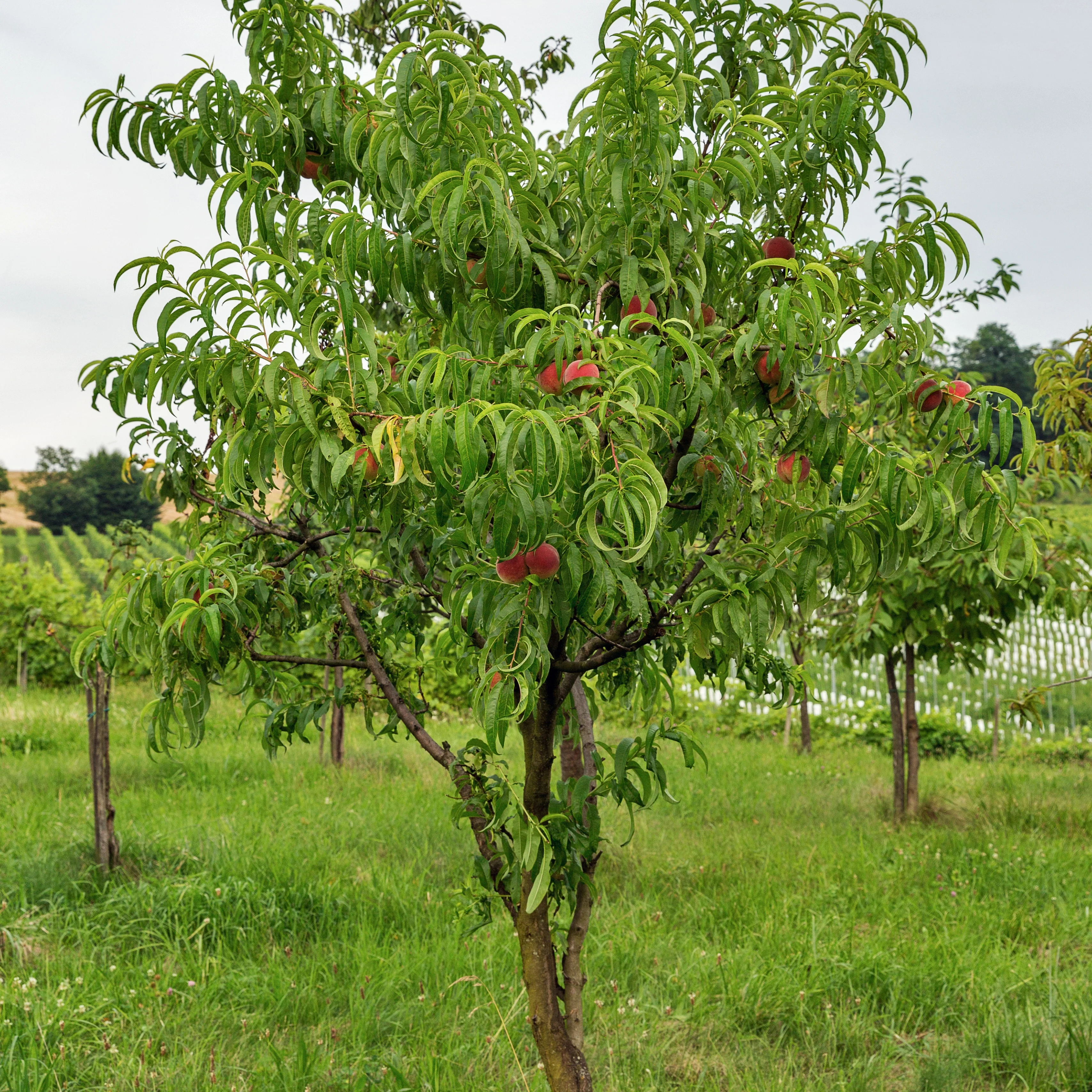 Nectarine Big Top - Image 2
