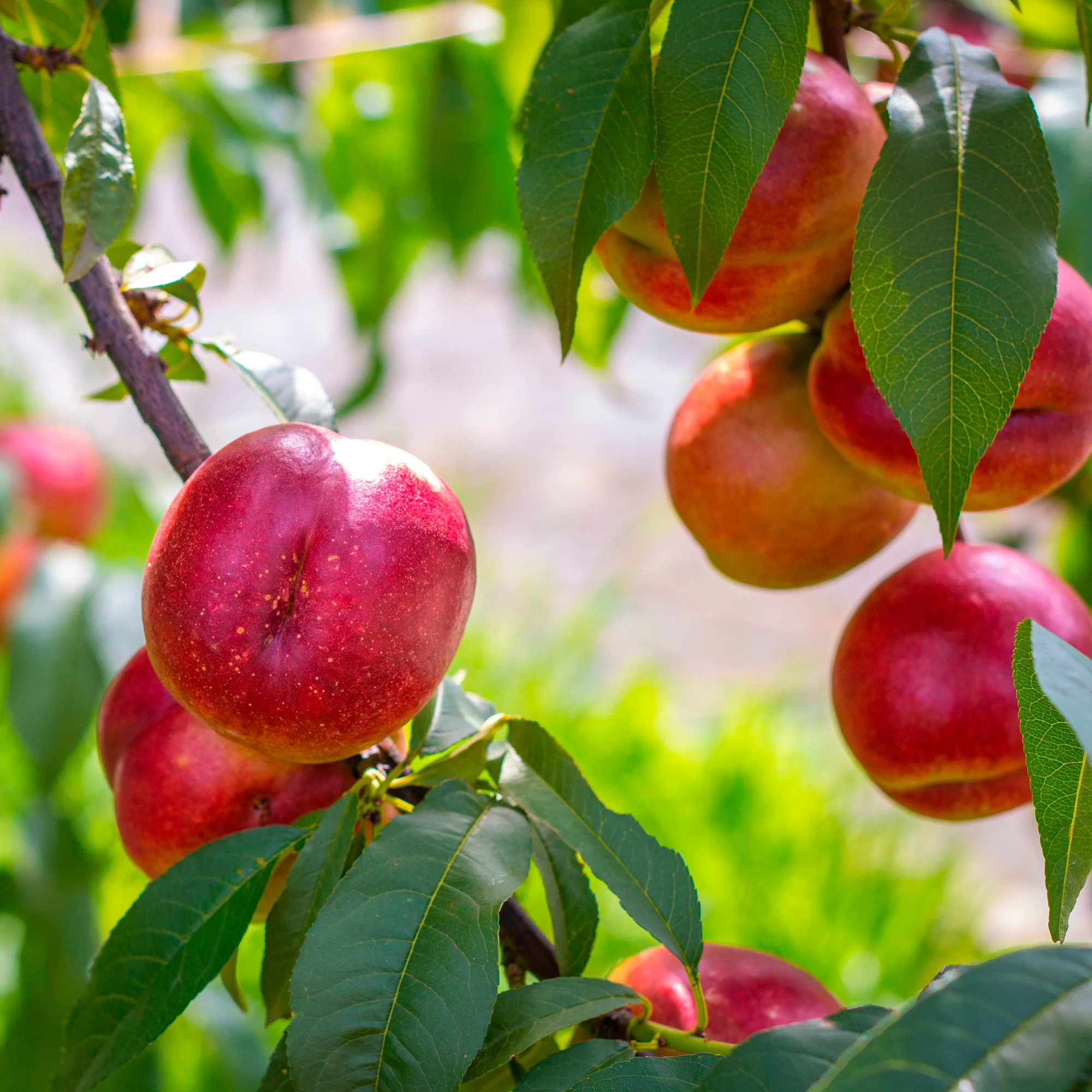 Nectarine Flavor Top