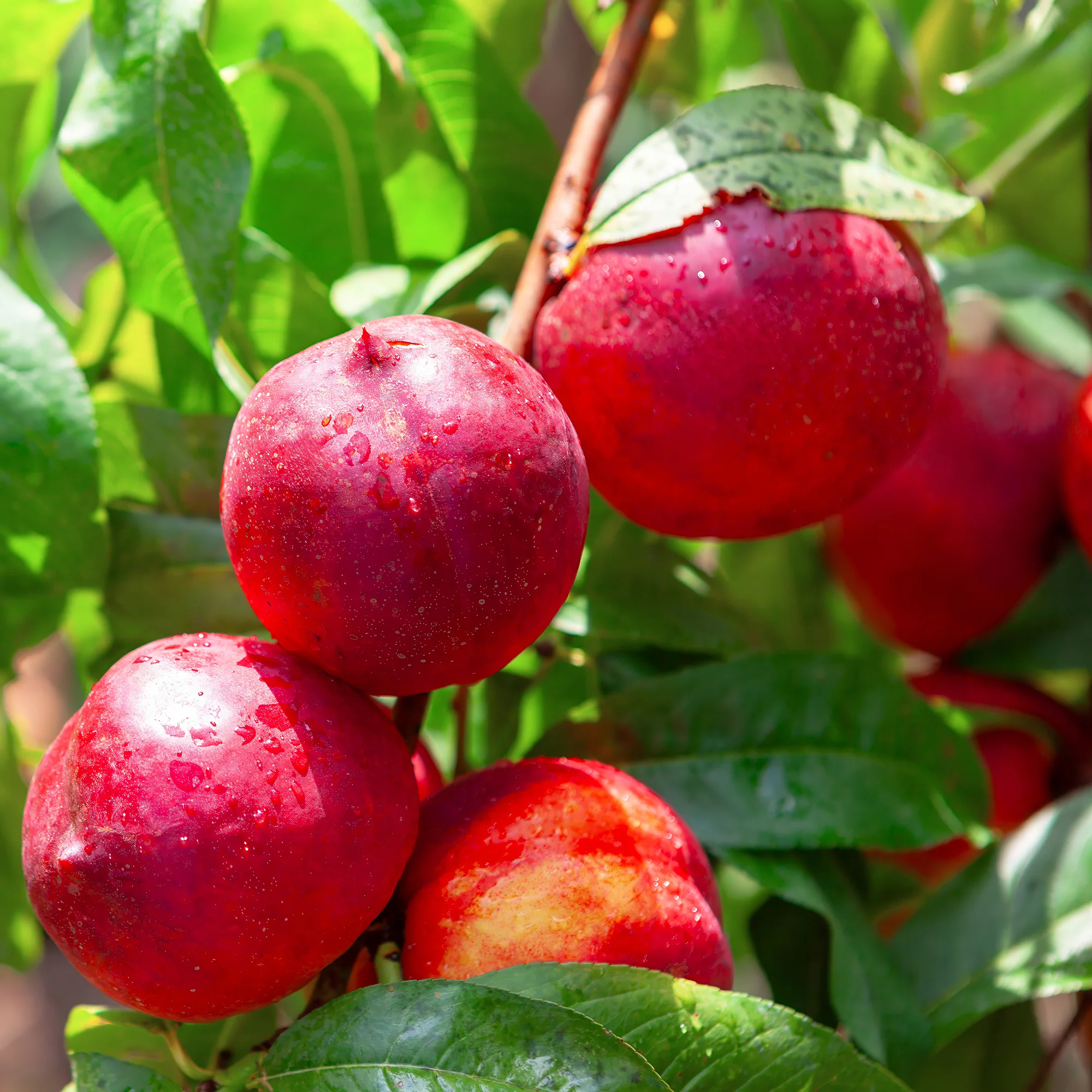 Nectarine Flavor Top - Image 2