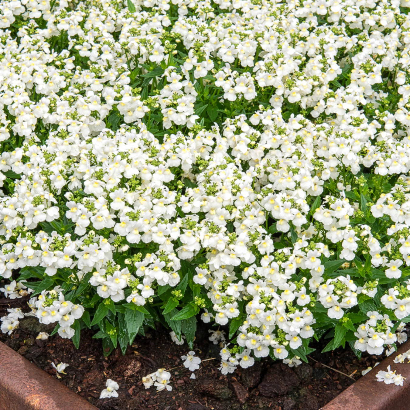 Némésie blanc