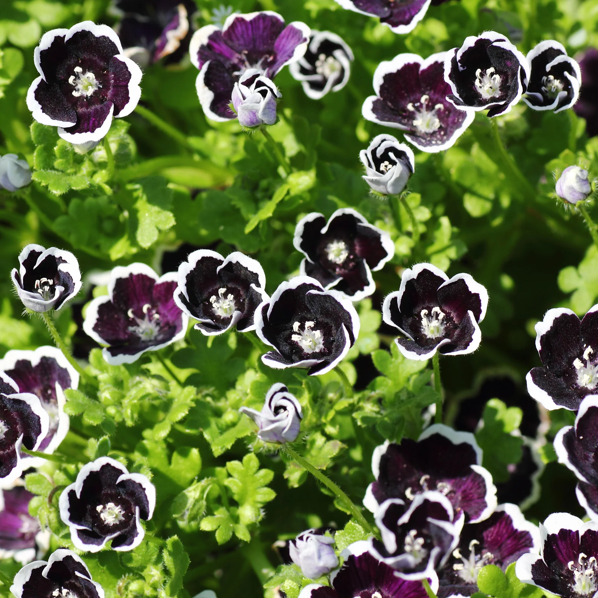 Nemophile Penny Black