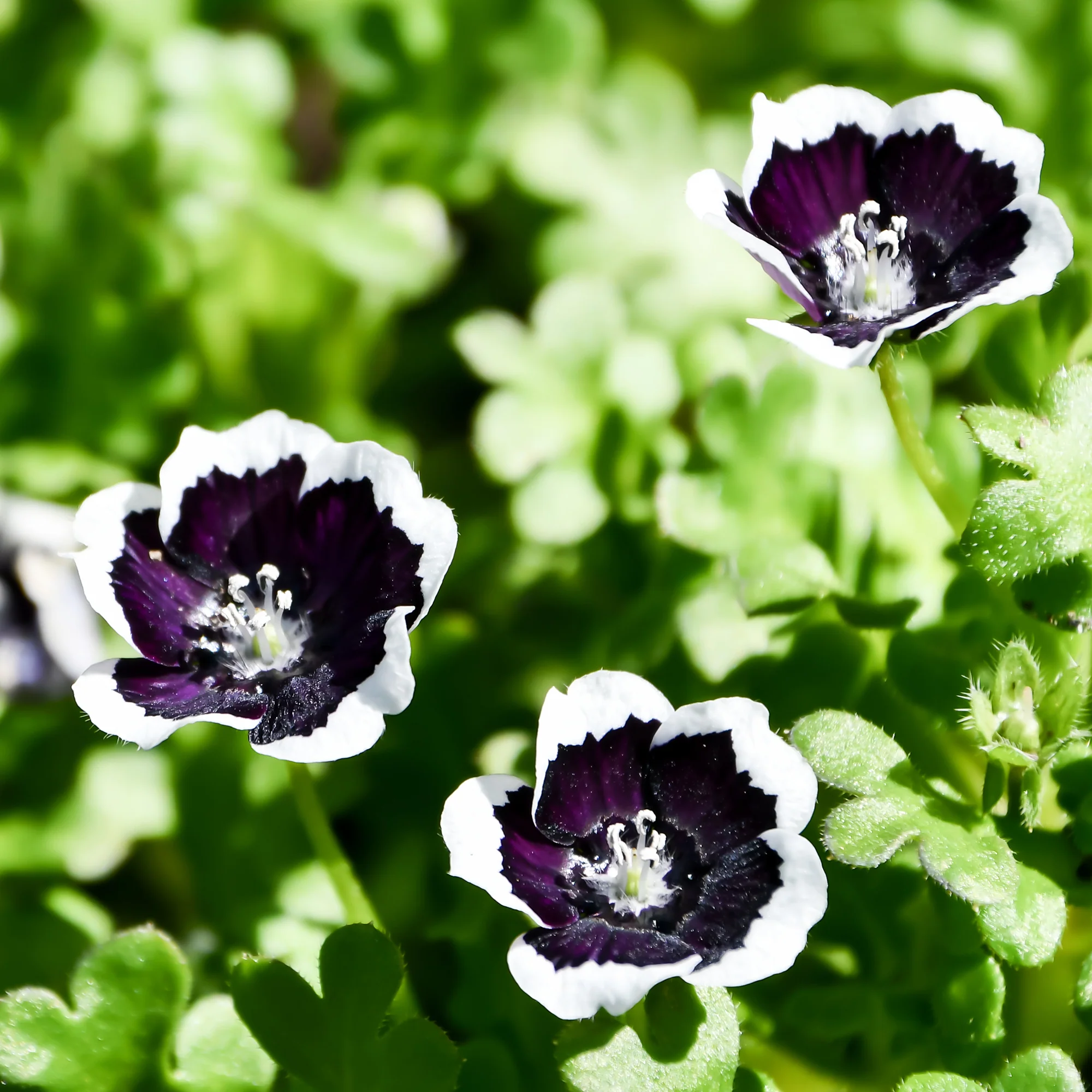 Nemophile Penny Black - Image 2