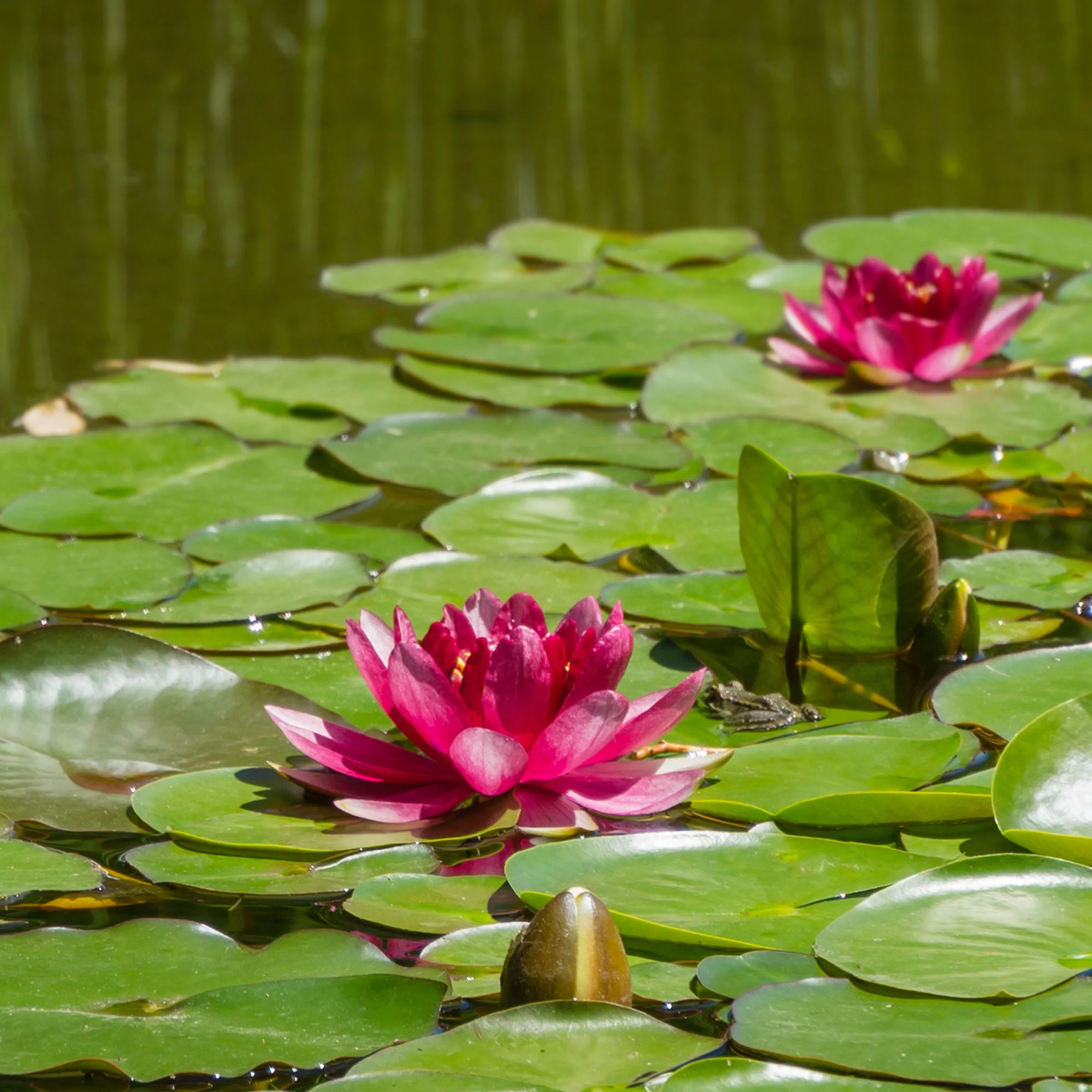 Nénuphar Attraction - Image 3