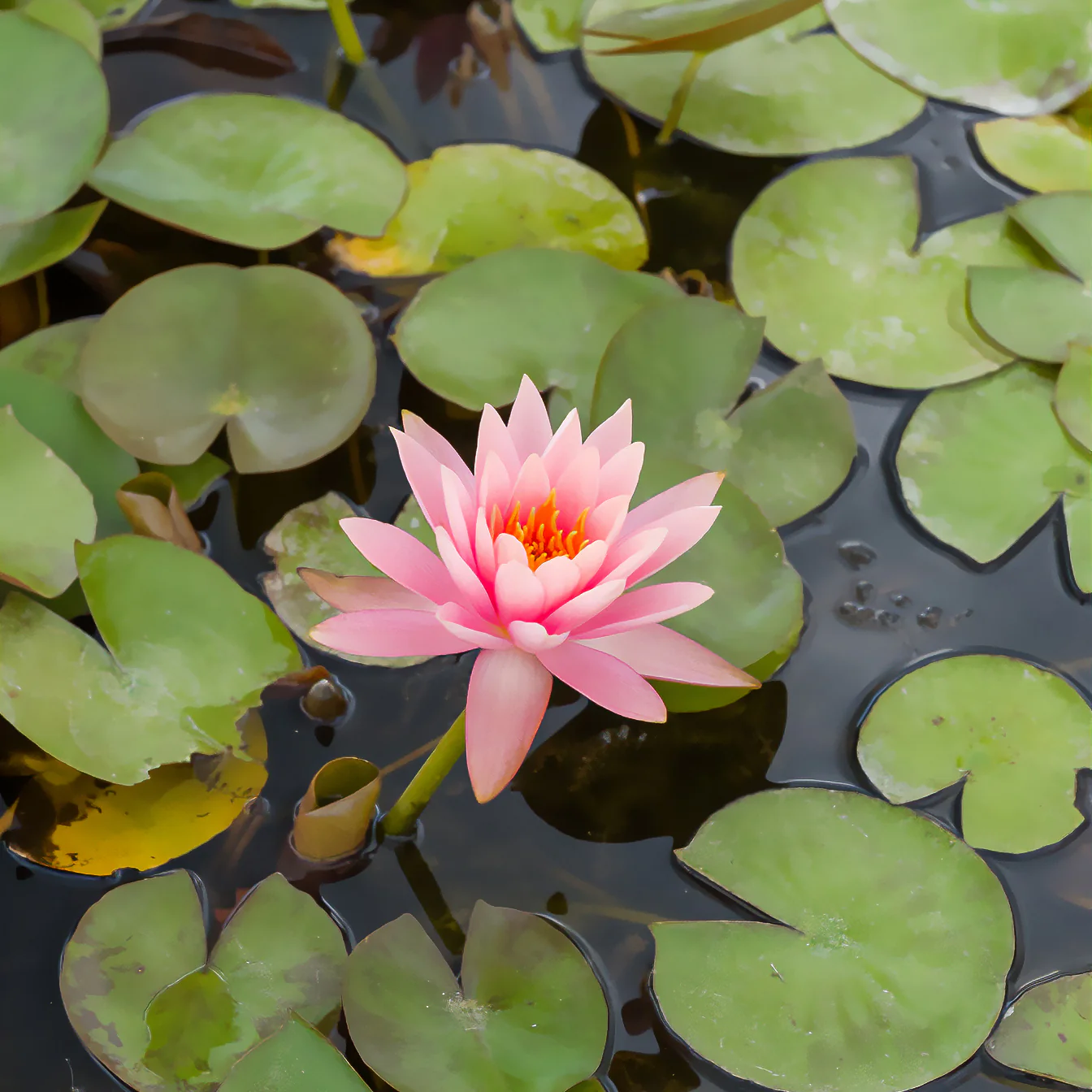 Nénuphar Colorado