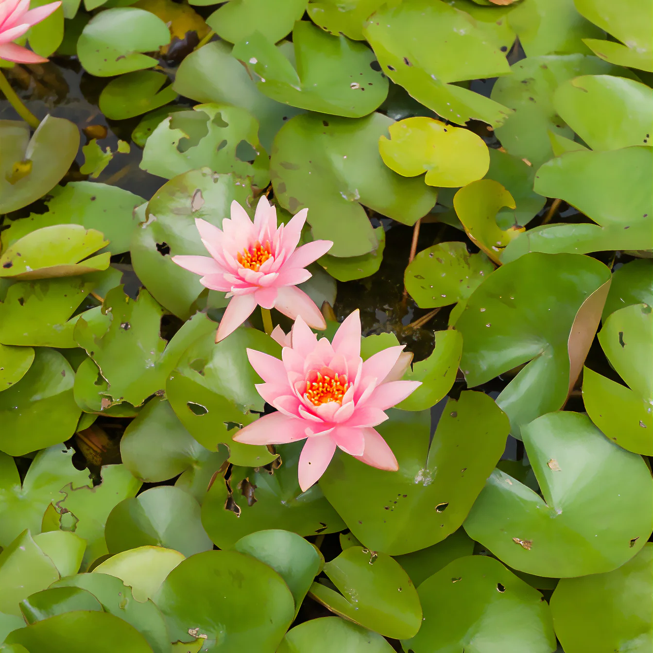 Nénuphar Colorado - Image 2