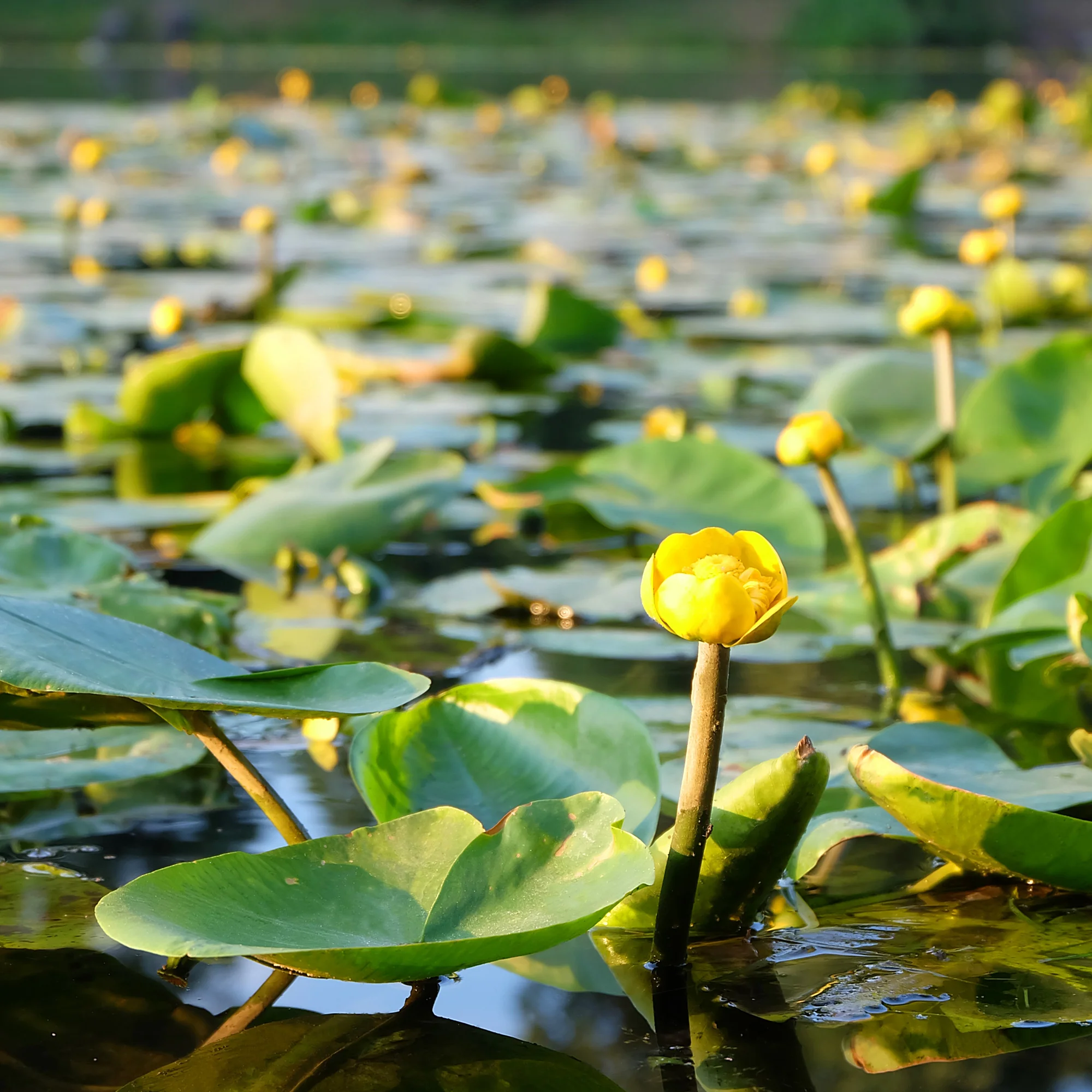 Nénuphar commun - Image 2