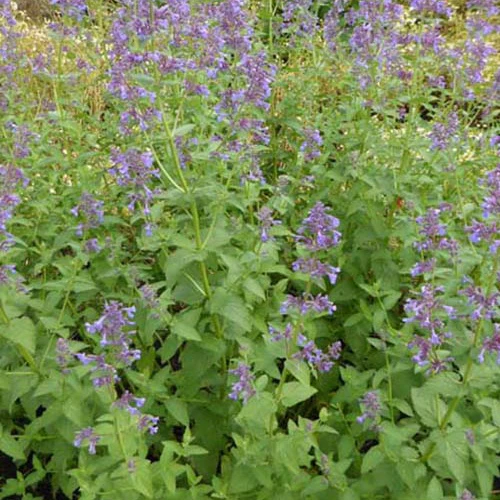 Nepeta à grandes fleurs Dawn To Dusk