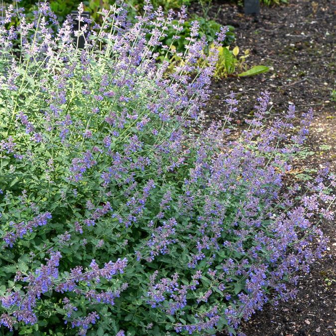 Nepeta Dropmore - Image 2
