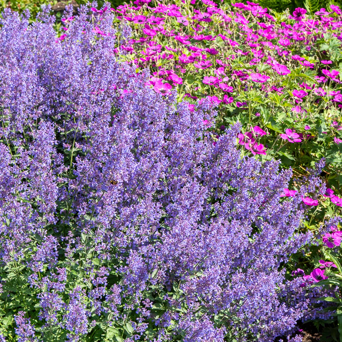 Nepeta Junior Walker - Image 2