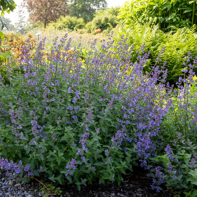 Nepeta Junior Walker - Image 4