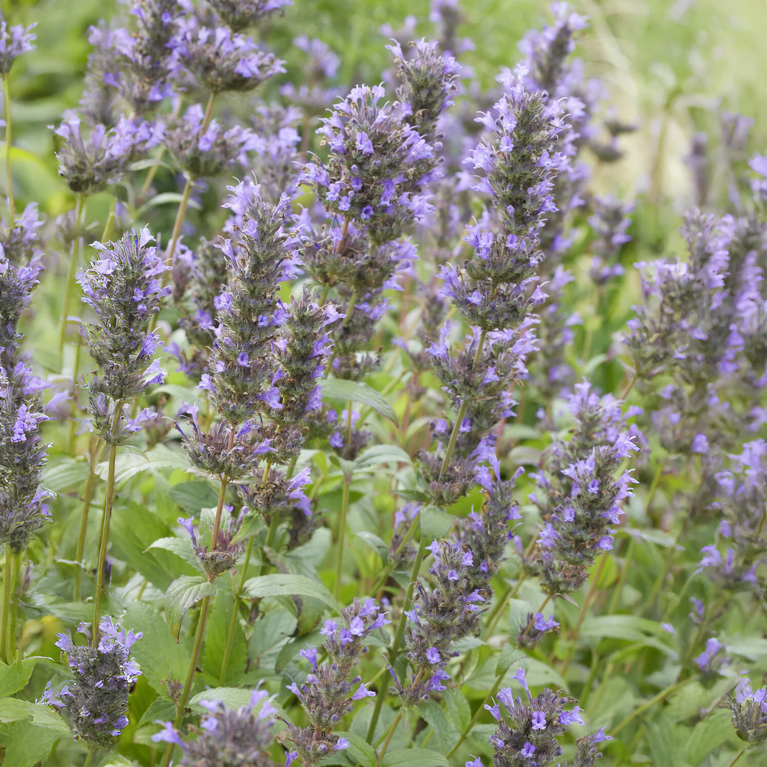 Nepeta kubanica - Image 4