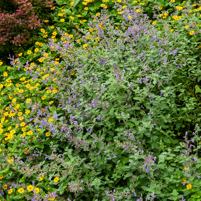 Nepeta mussinii