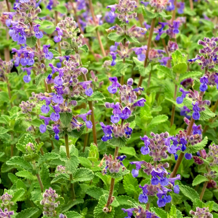 Nepeta mussinii - Image 2