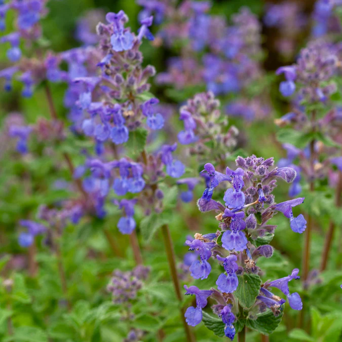 Nepeta mussinii - Image 3