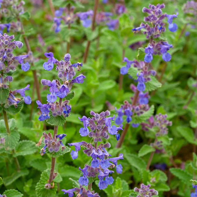 Nepeta mussinii - Image 4