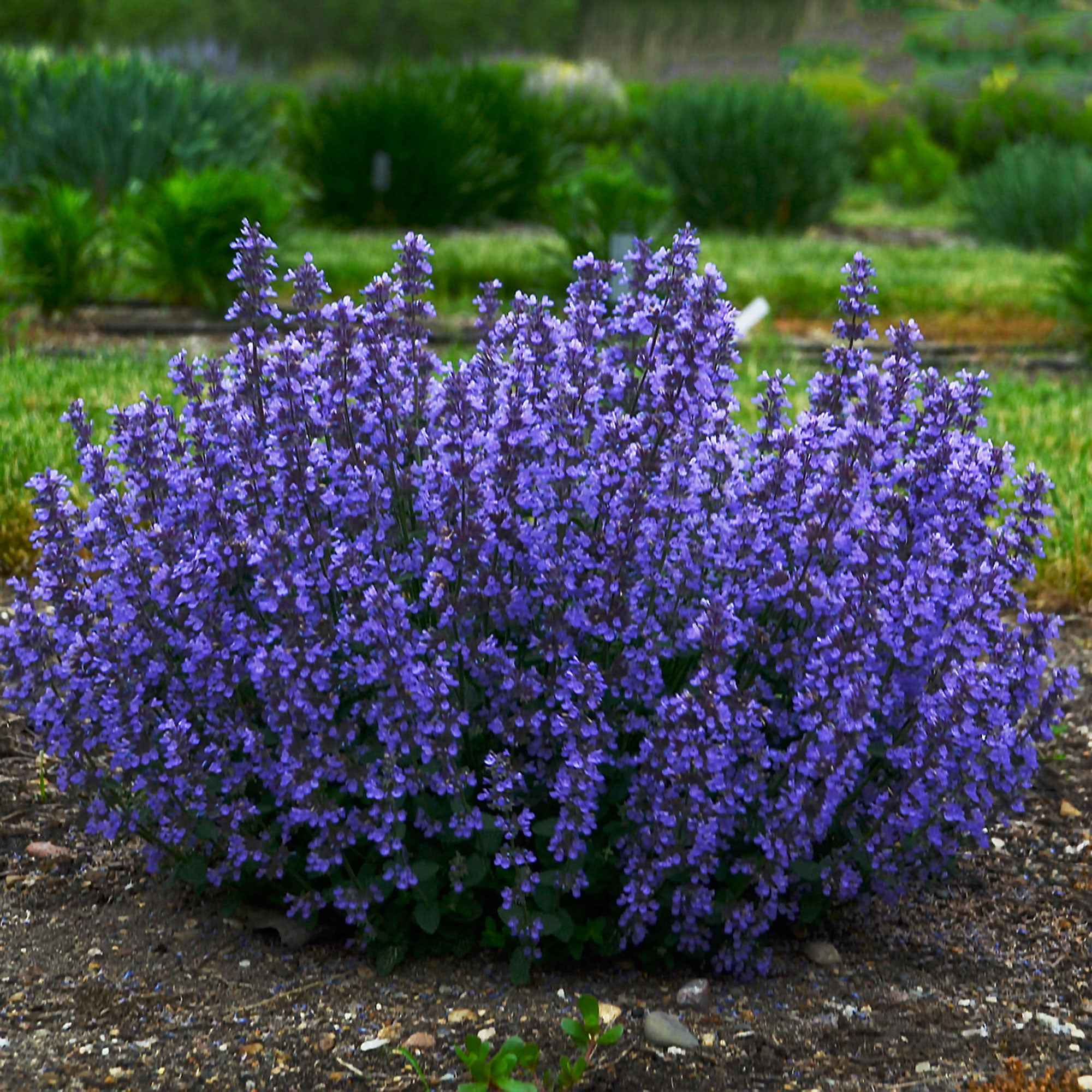 Nepeta parfumée 'Cat's Pyjamas'