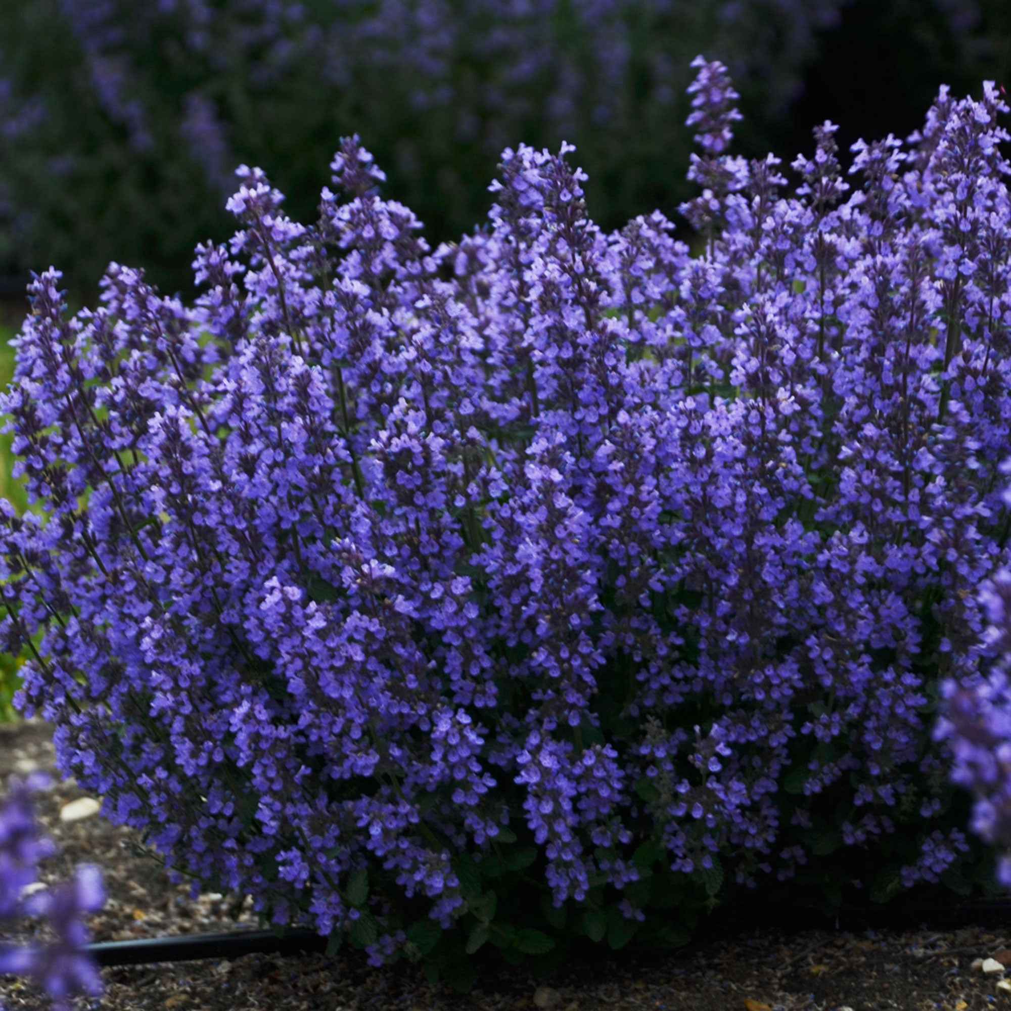 Nepeta parfumée 'Cat's Pyjamas' - Image 2