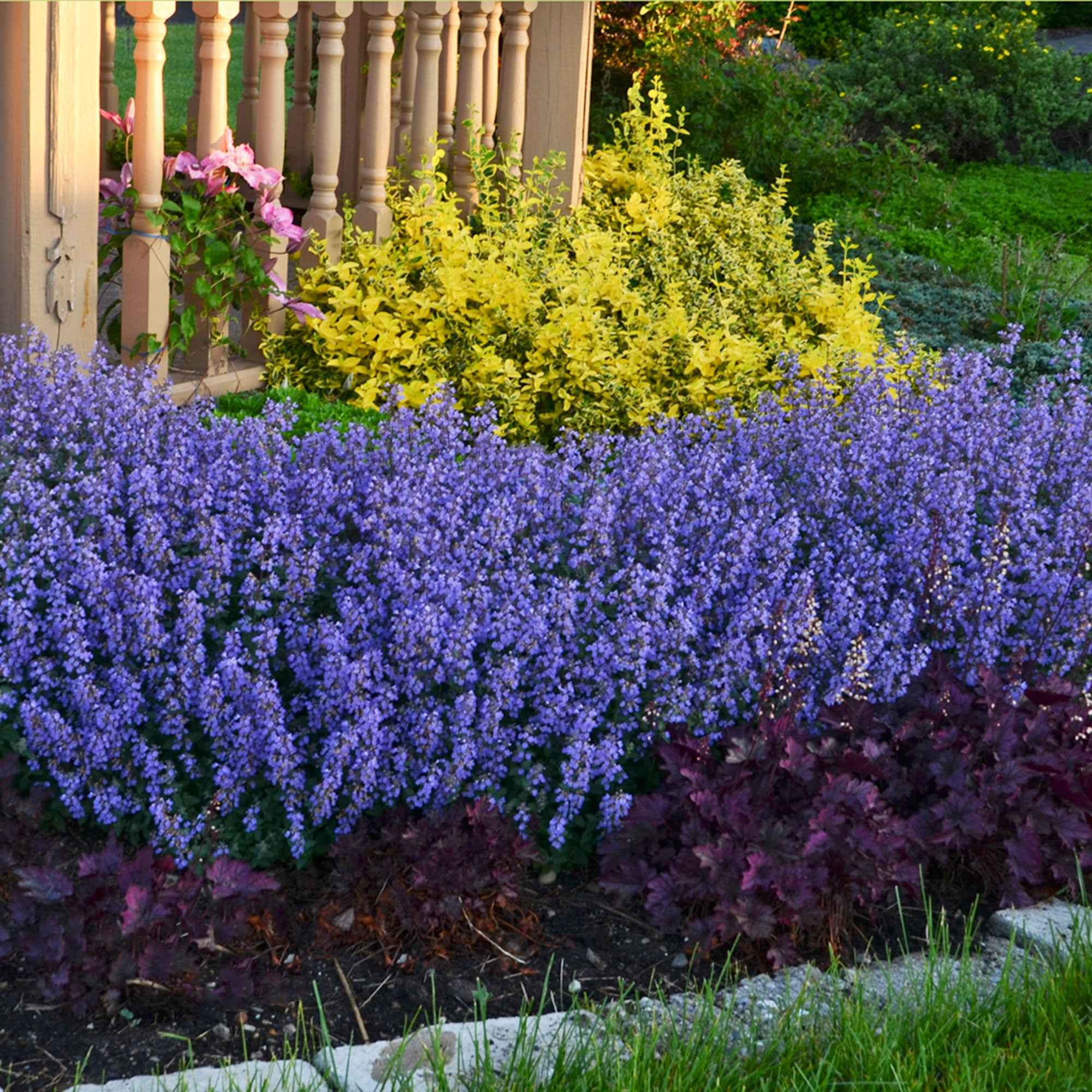Nepeta parfumée 'Pursian Blue'