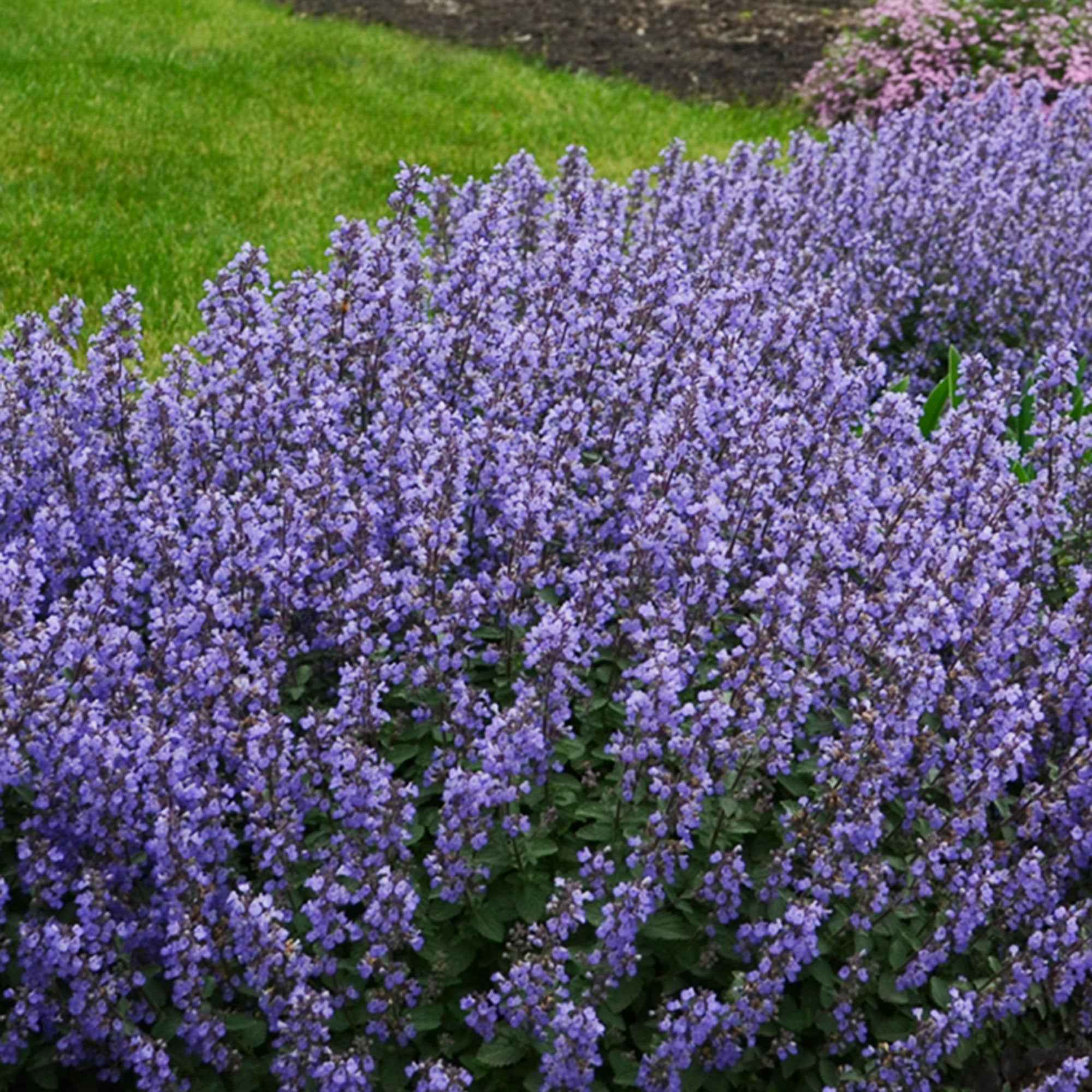 Nepeta parfumée 'Pursian Blue' - Image 2