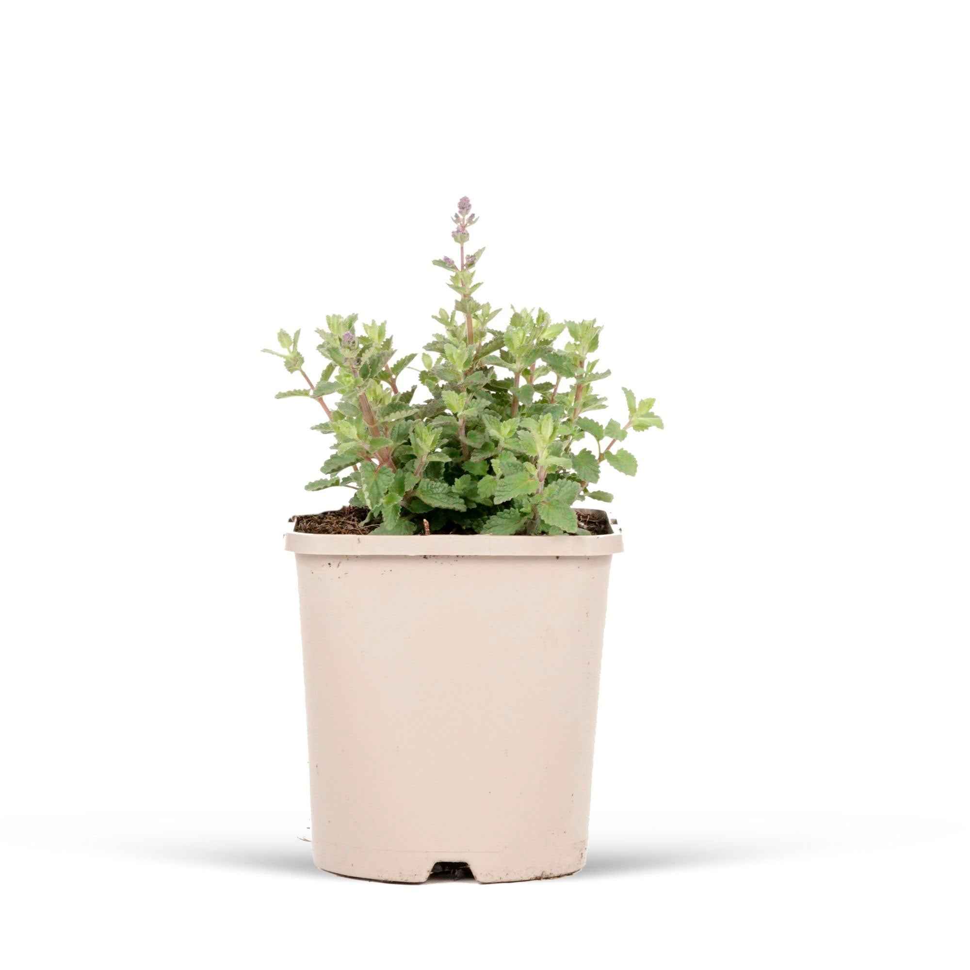 Nepeta parfumée 'Pursian Blue' - Image 3