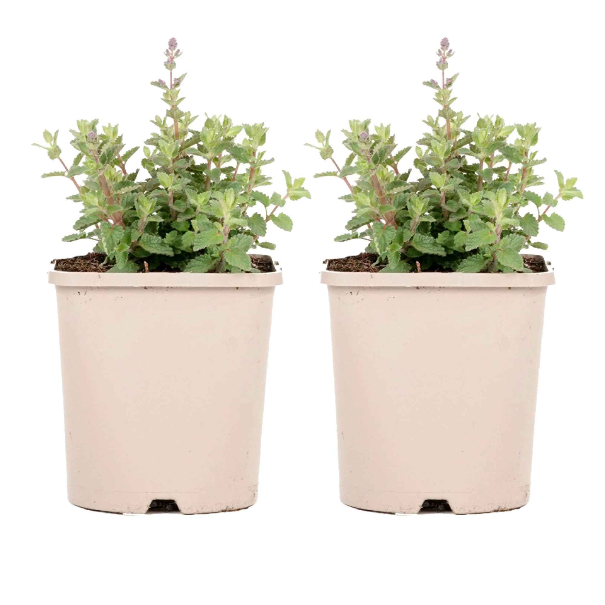 Nepeta parfumée 'Pursian Blue' - Image 4