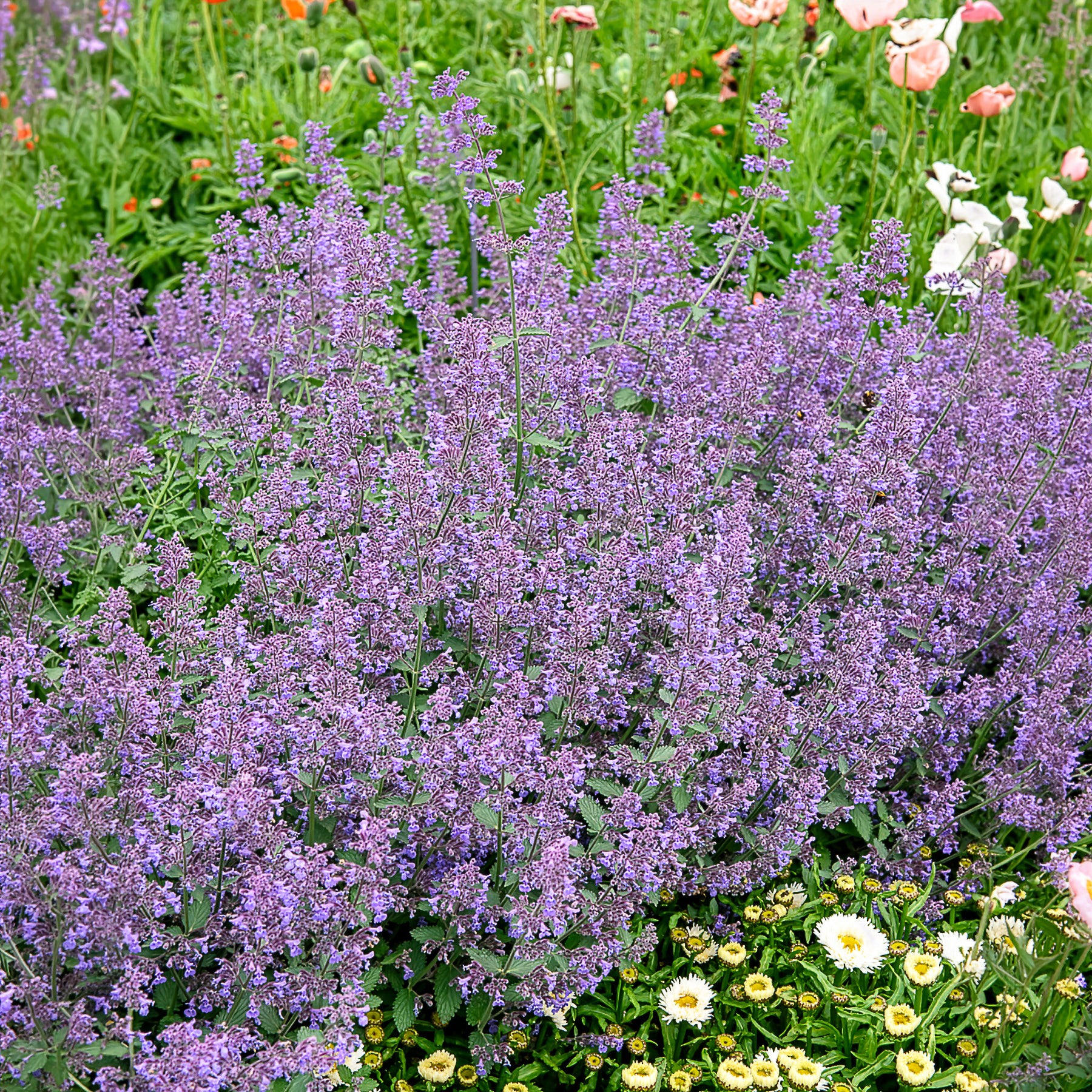 Nepeta Six Hills Giant
