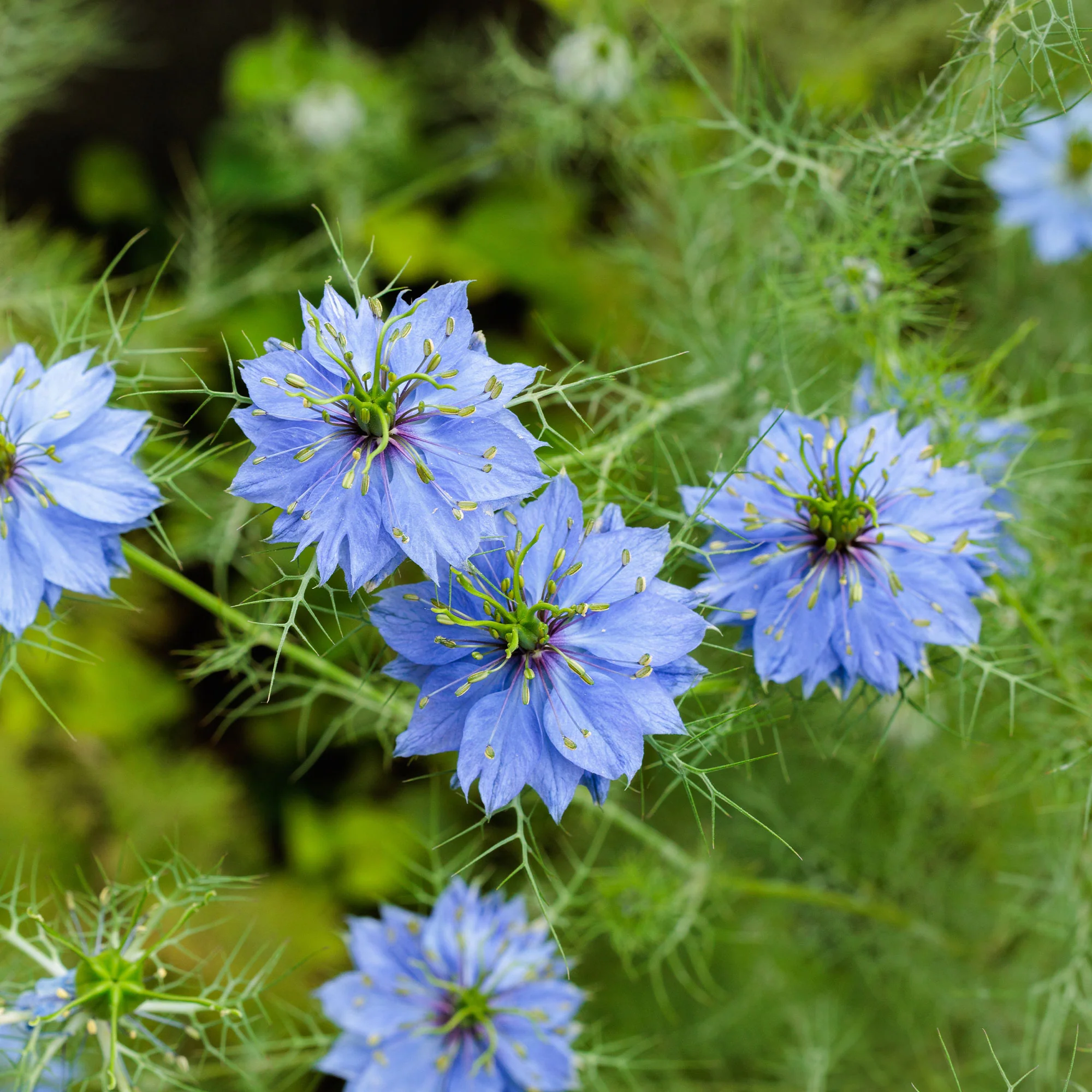 Nigelle de Damas Miss Jekyll Blue