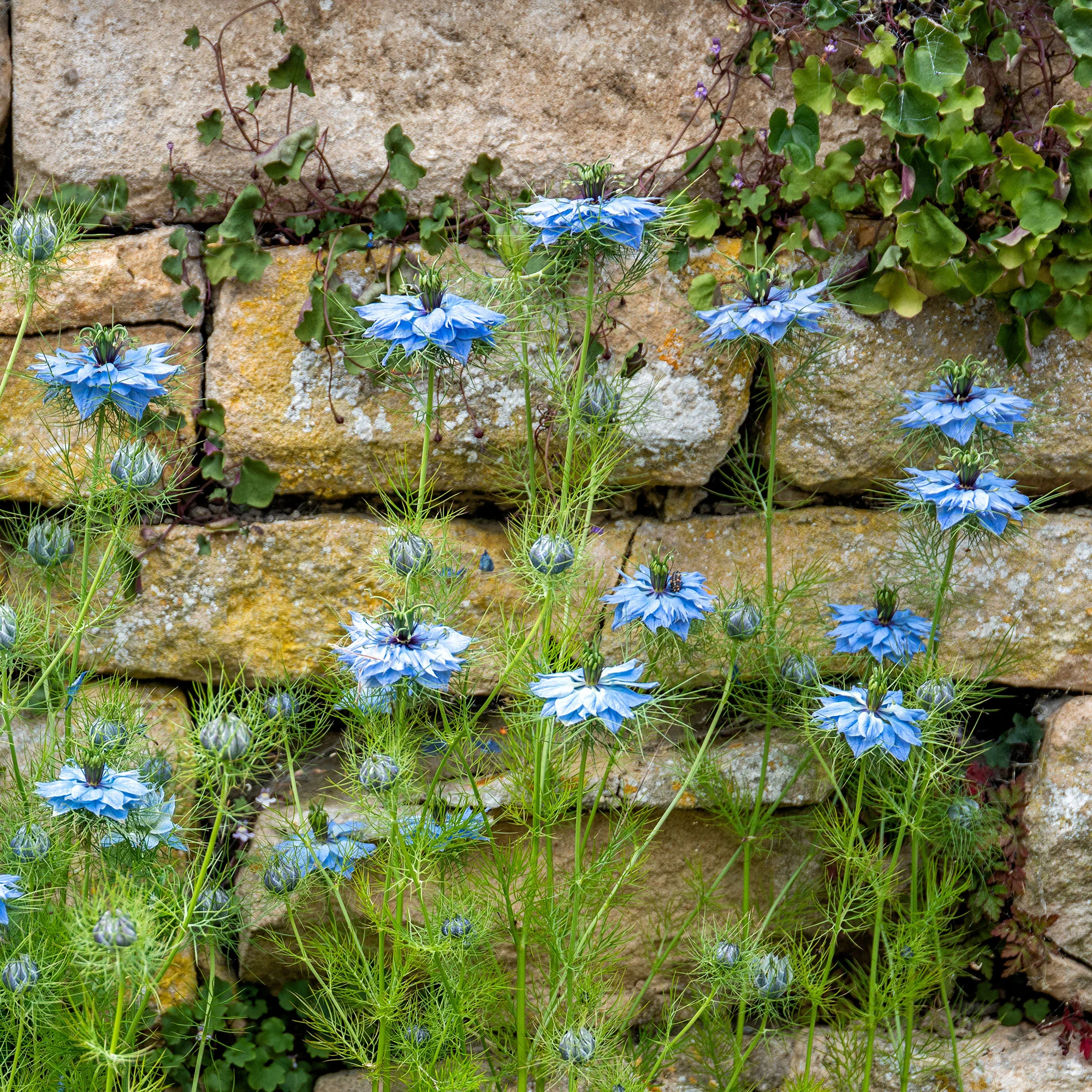 Nigelle de Damas Miss Jekyll Blue - Image 2