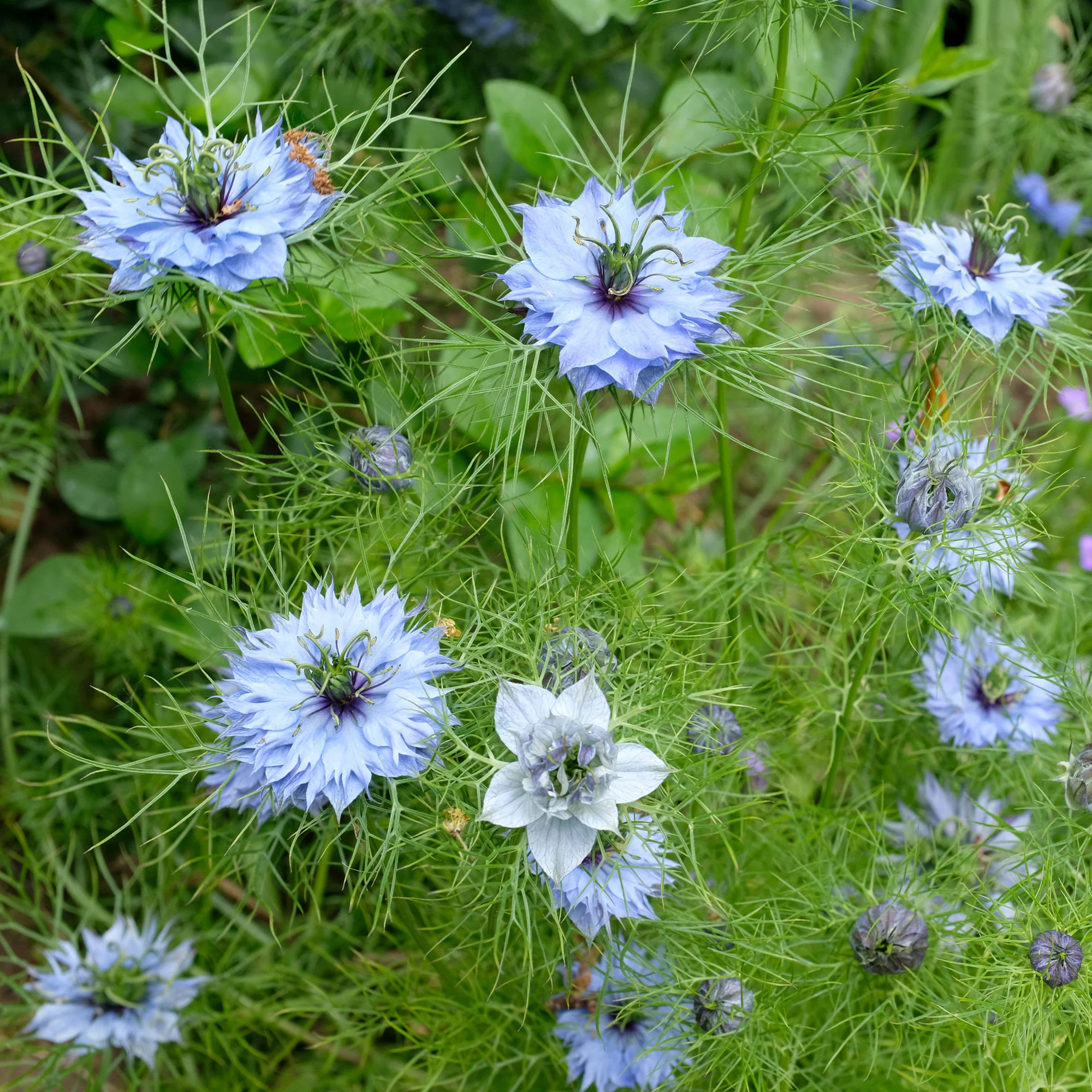 Nigelle de Damas Miss Jekyll Blue - Image 3