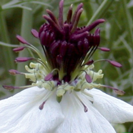 Nigelle d'Espagne African Bride - Image 3