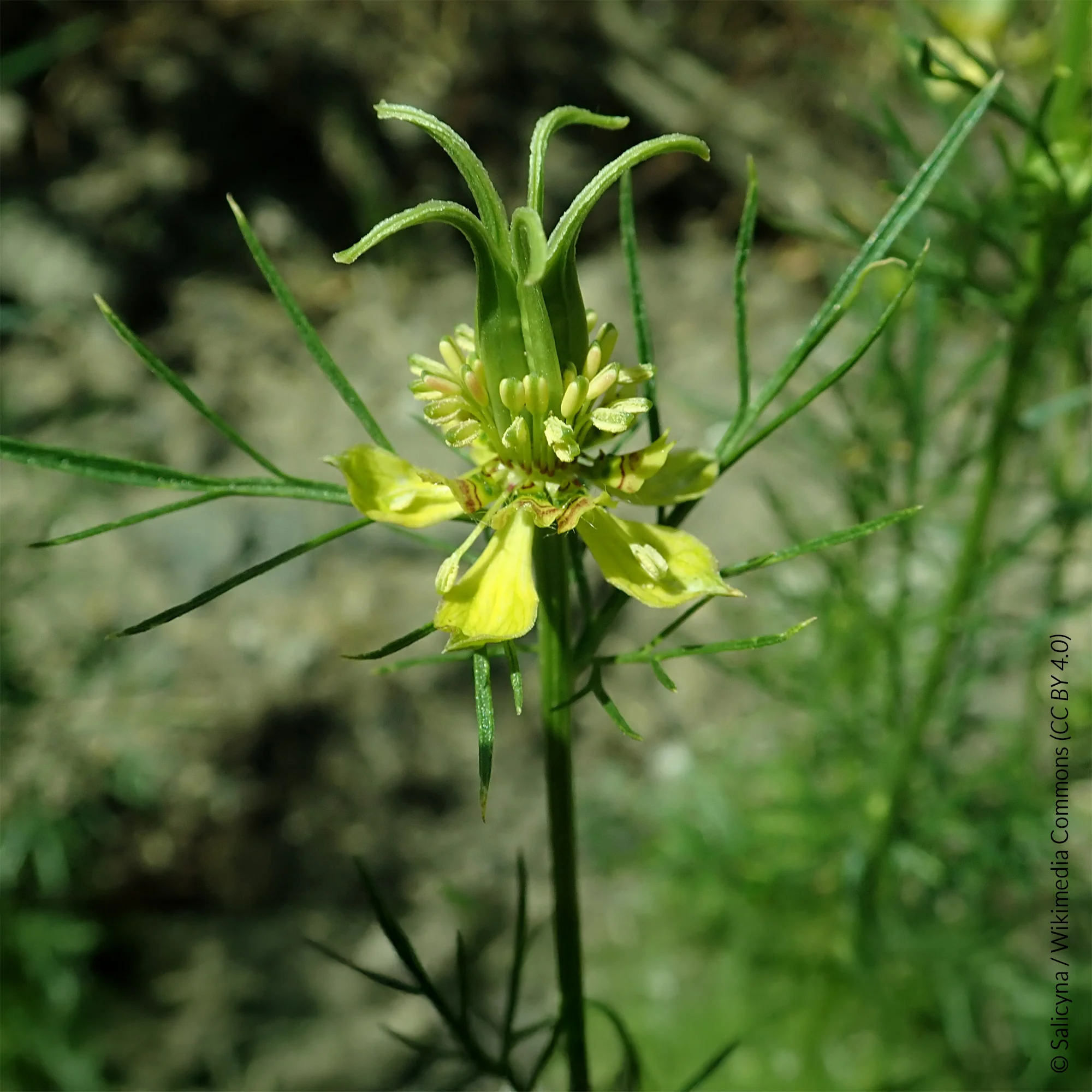 Nigelle d'Orient Transformer - Image 2