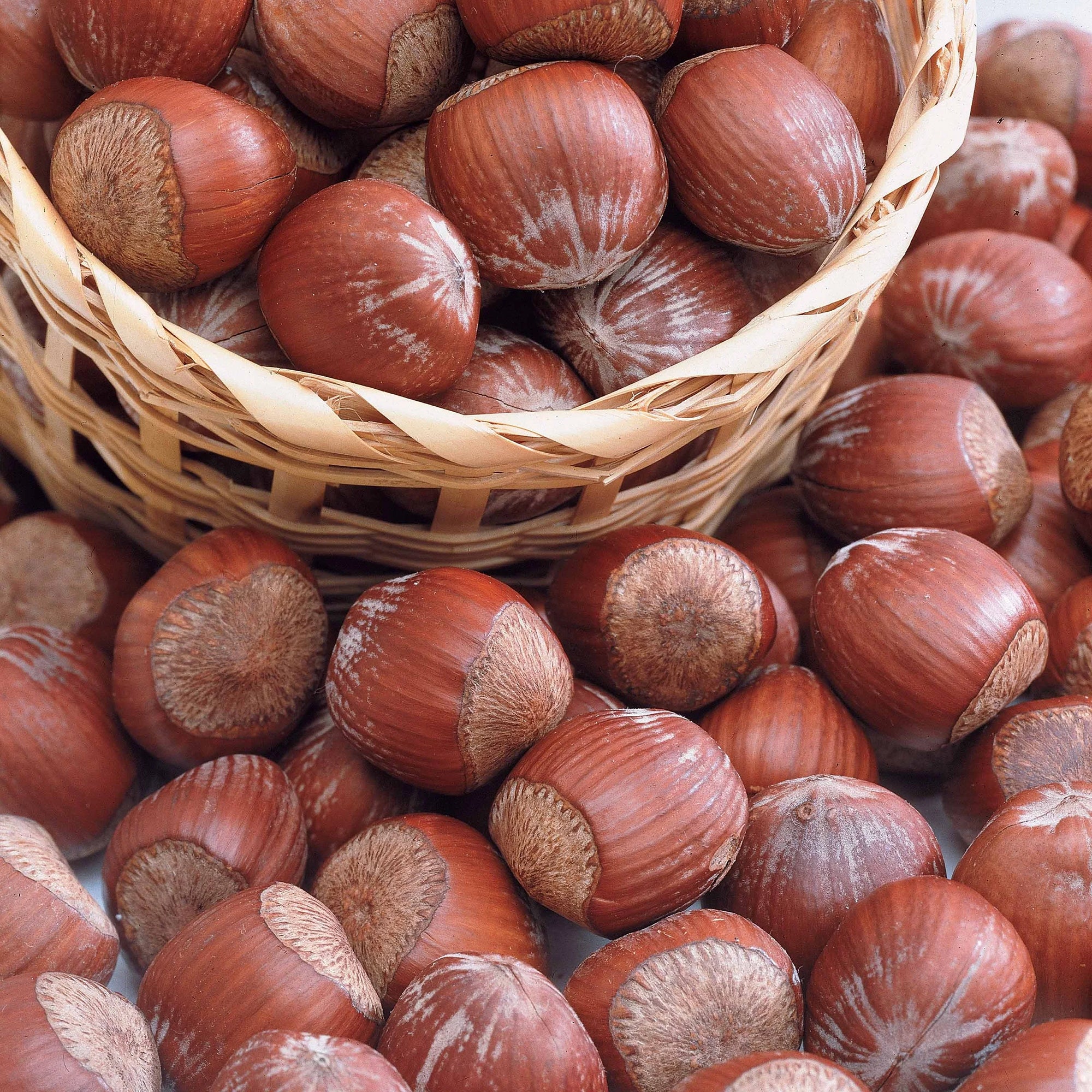 Noisetier pourpre Rote Zellernuss