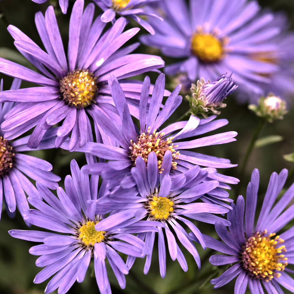 Œil de Christ Violet Queen - Aster Veilchenkönigin