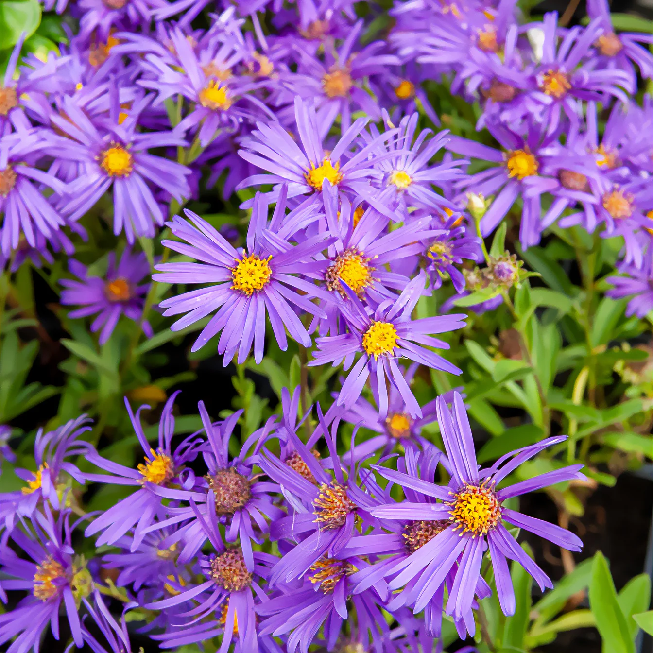 Œil de Christ Violet Queen - Aster Veilchenkönigin - Image 2