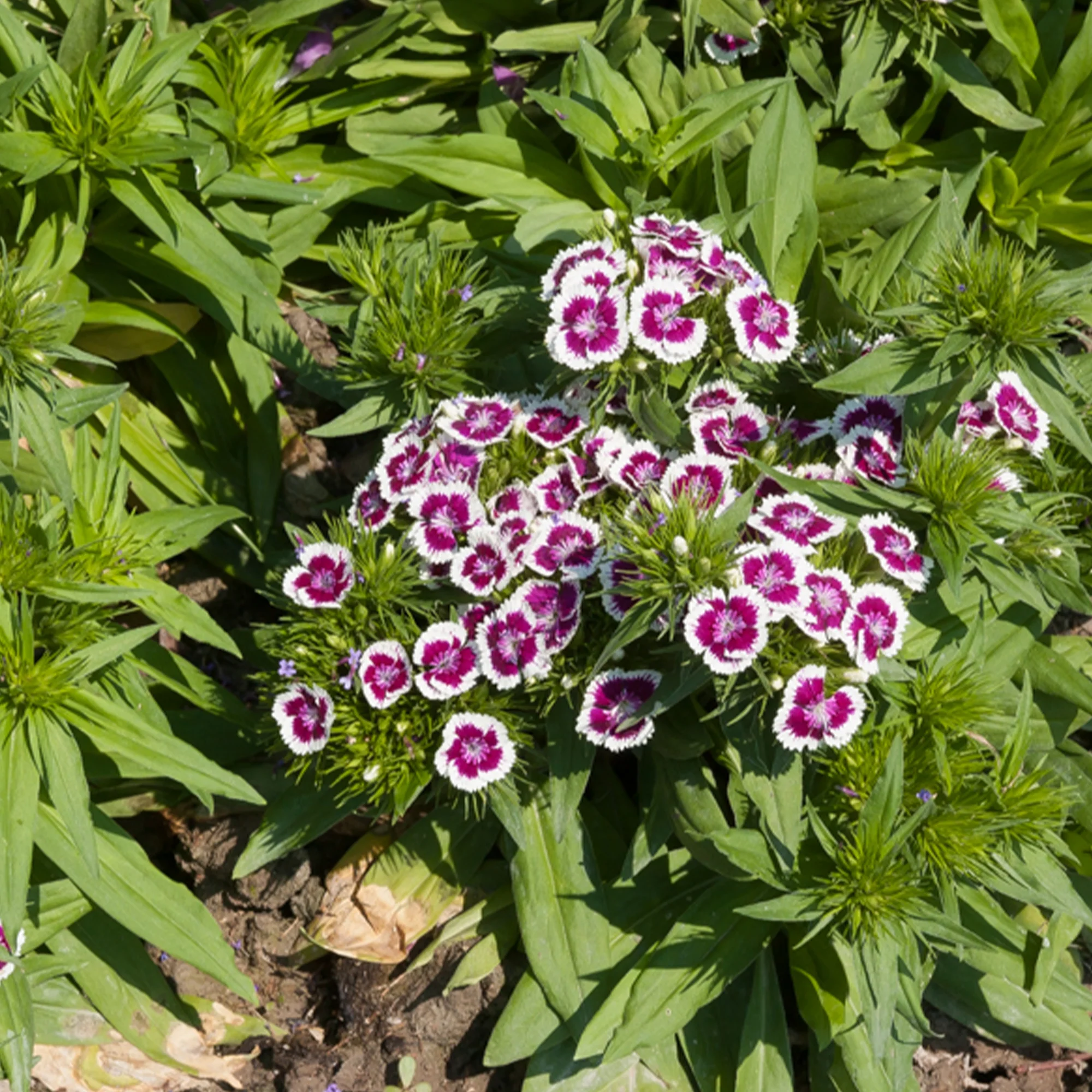 Œillet de poète Barbarini Purple Picotee - Image 2