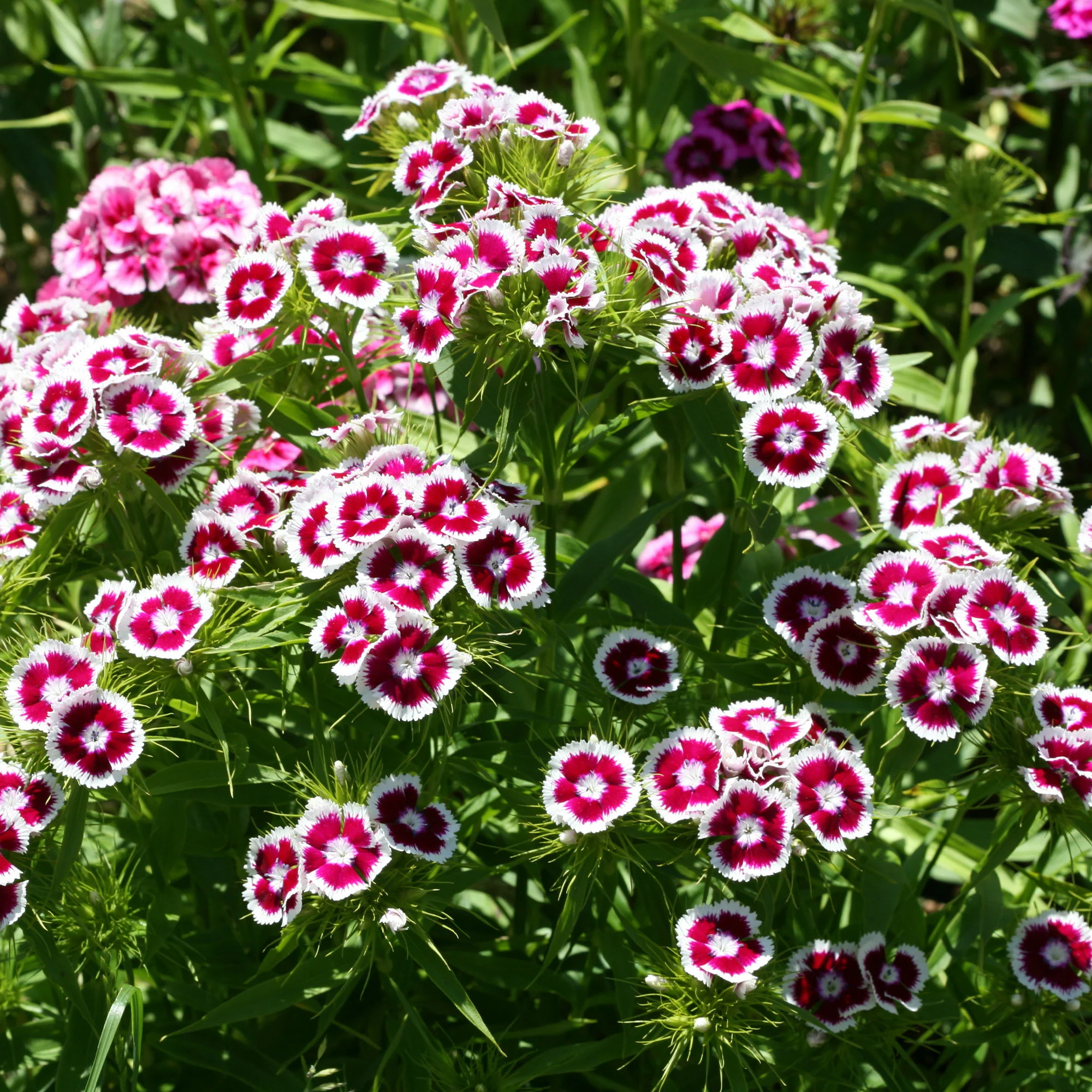 Œillet de poète Barbarini Purple Picotee - Image 3