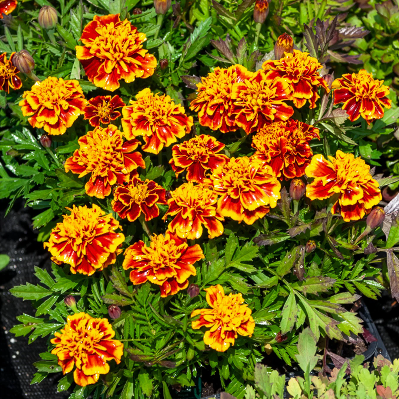 Oeillet d'Inde Honeycomb - Image 3