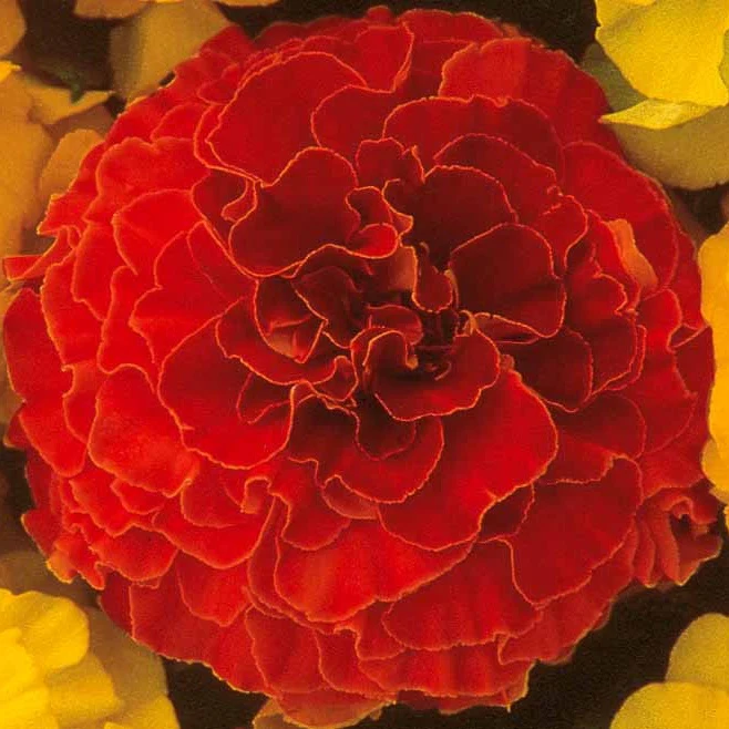Oeillet d'Inde Solar Red F1