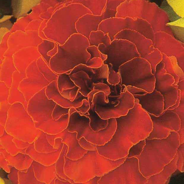 Oeillet d'Inde Solar Red F1 - Image 2