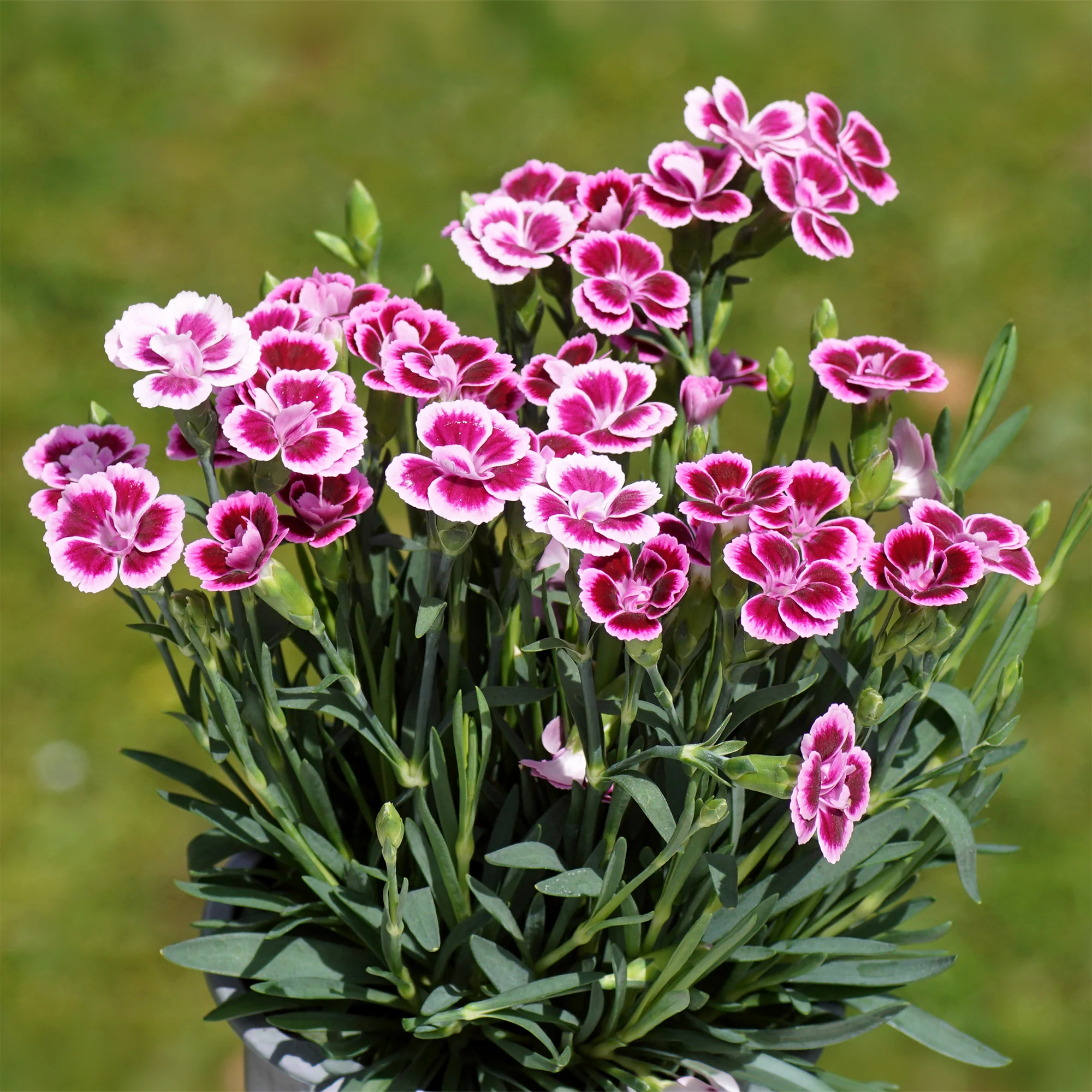 Oeillet Pink Kisses