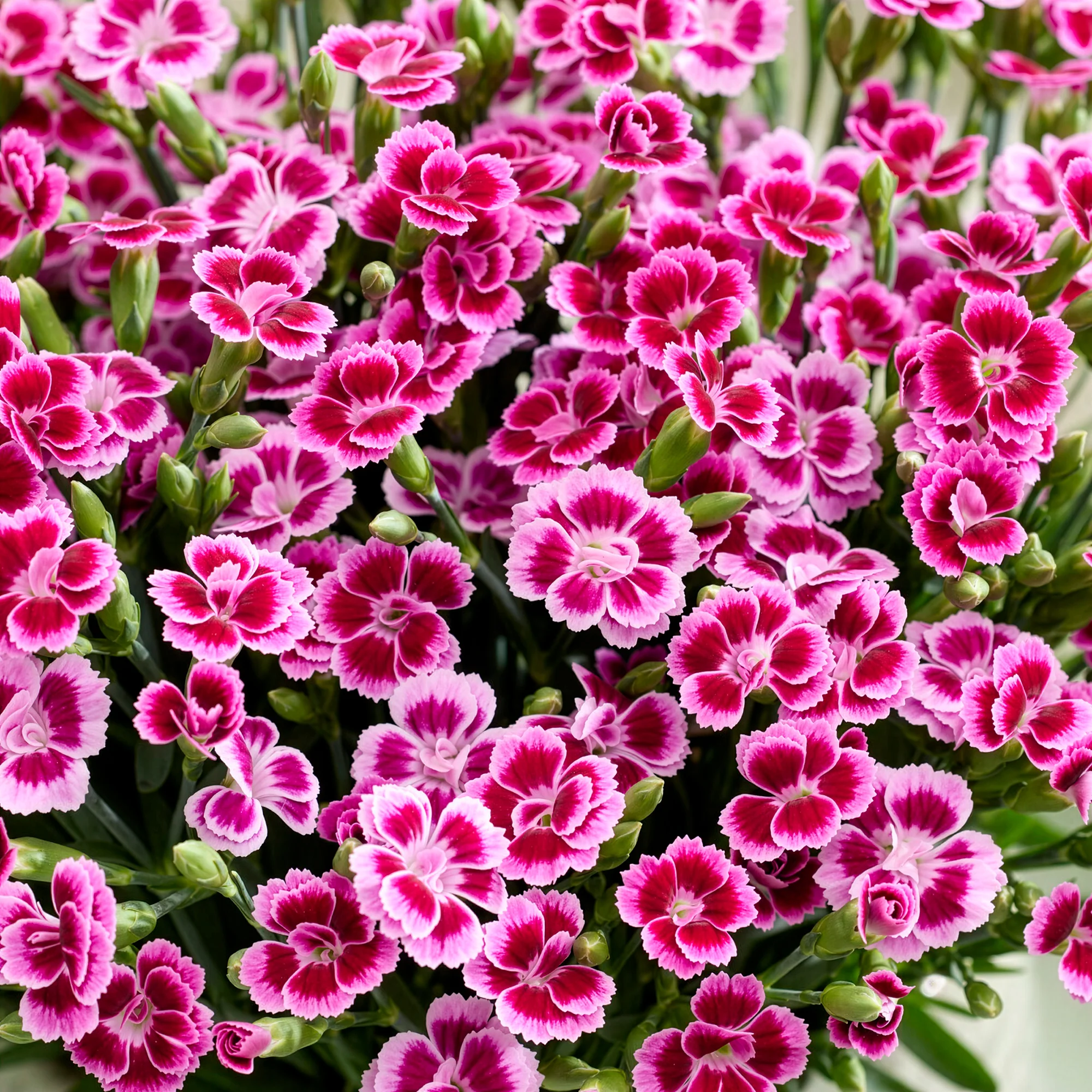 Oeillet Pink Kisses - Image 2